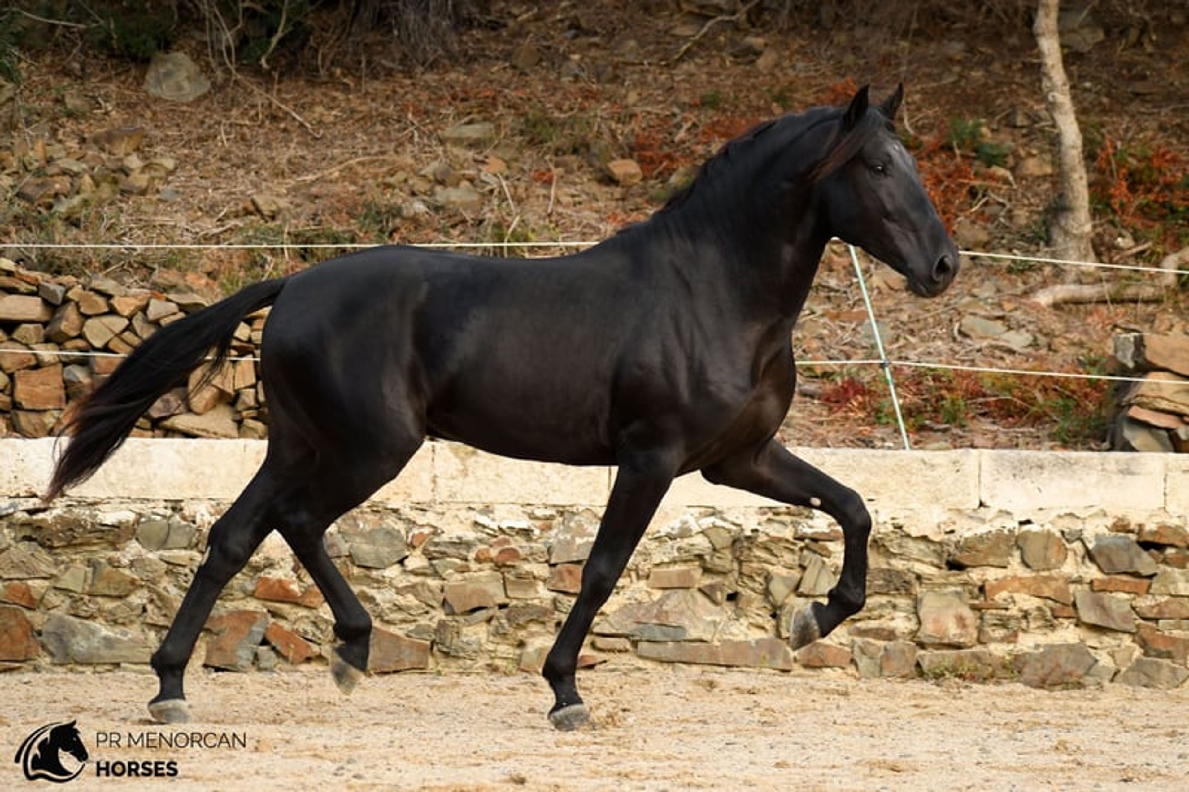 Stunning 2023 PRMe stallion under saddle with great movement.