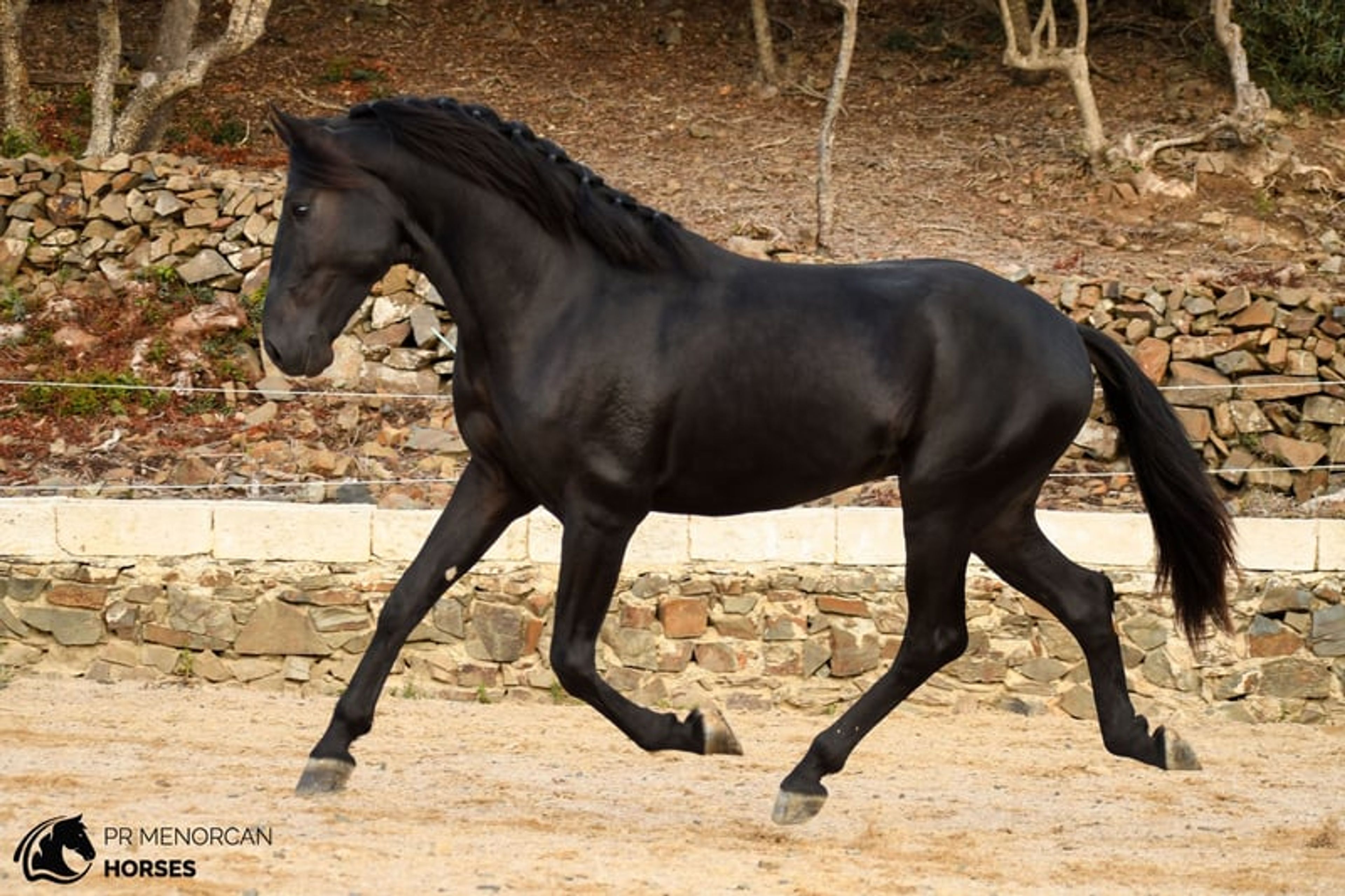 Stunning 2023 PRMe stallion under saddle with great movement. - Image 2