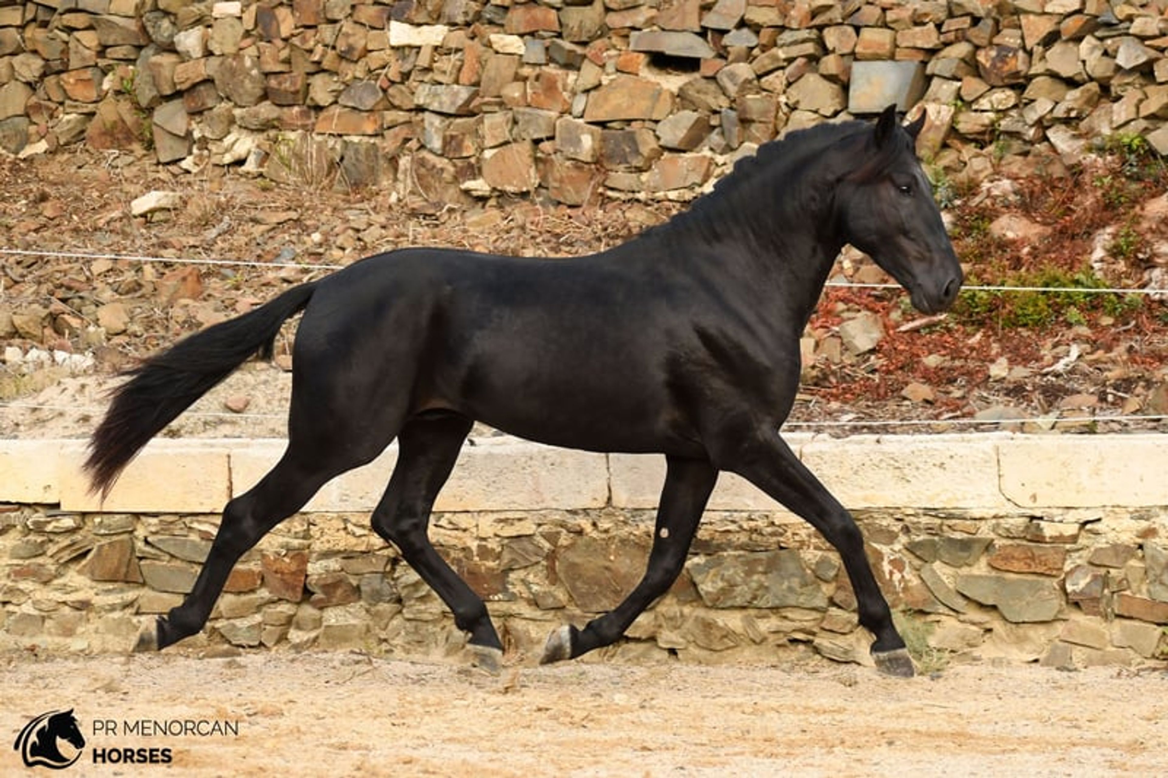 Stunning 2023 PRMe stallion under saddle with great movement. - Image 3