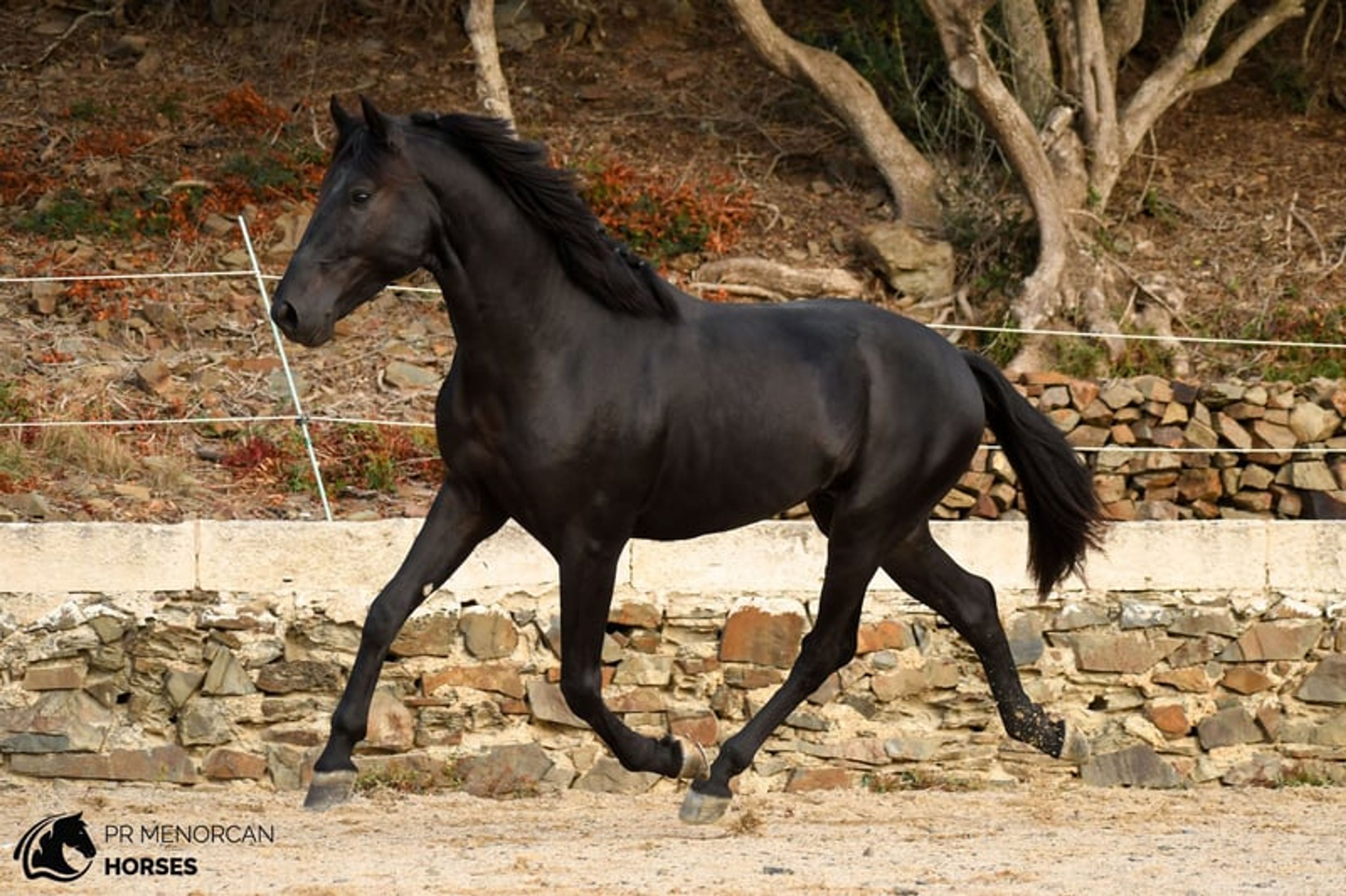 Stunning 2023 PRMe stallion under saddle with great movement. - Image 4