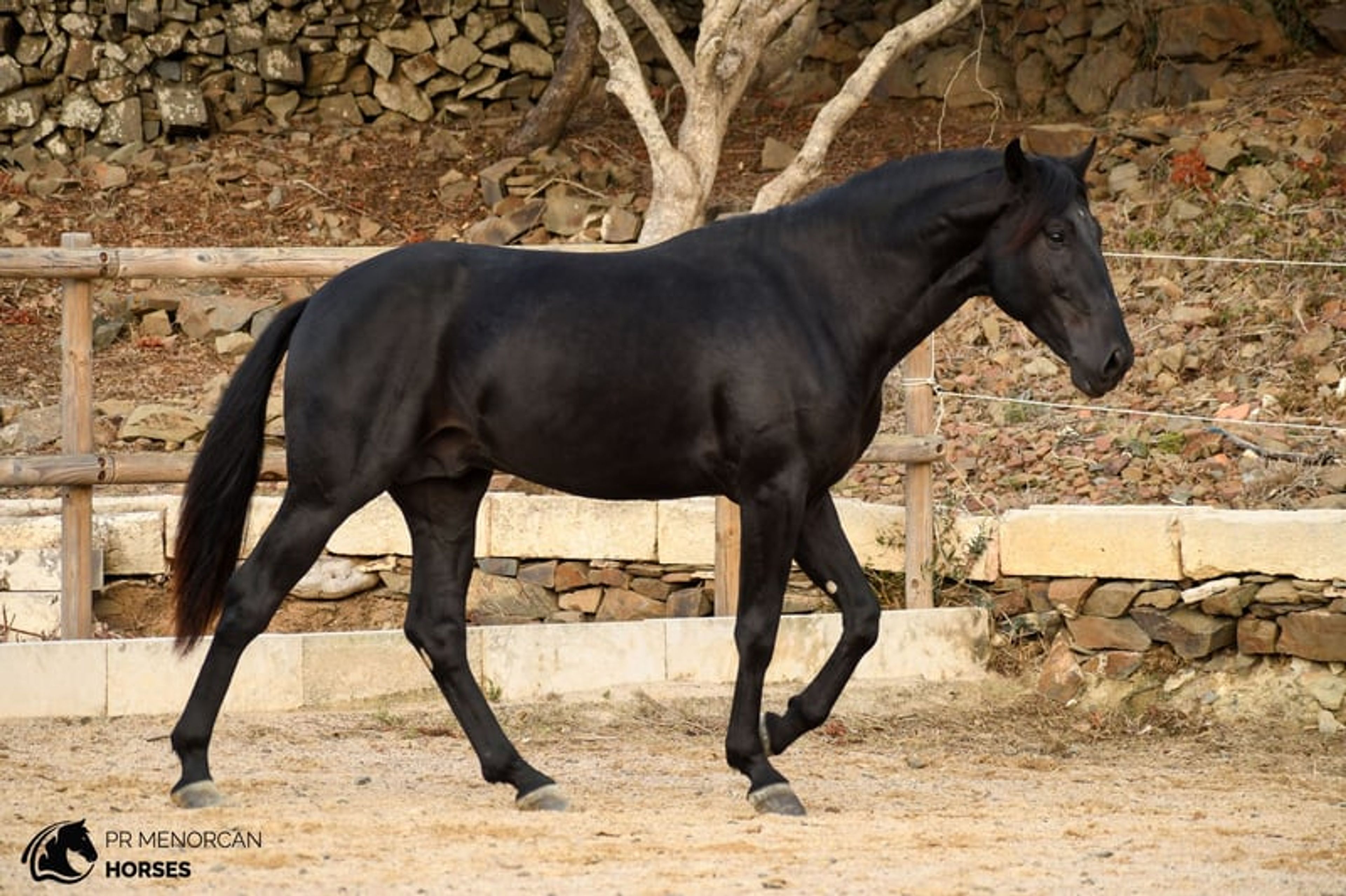 Stunning 2023 PRMe stallion under saddle with great movement. - Image 5
