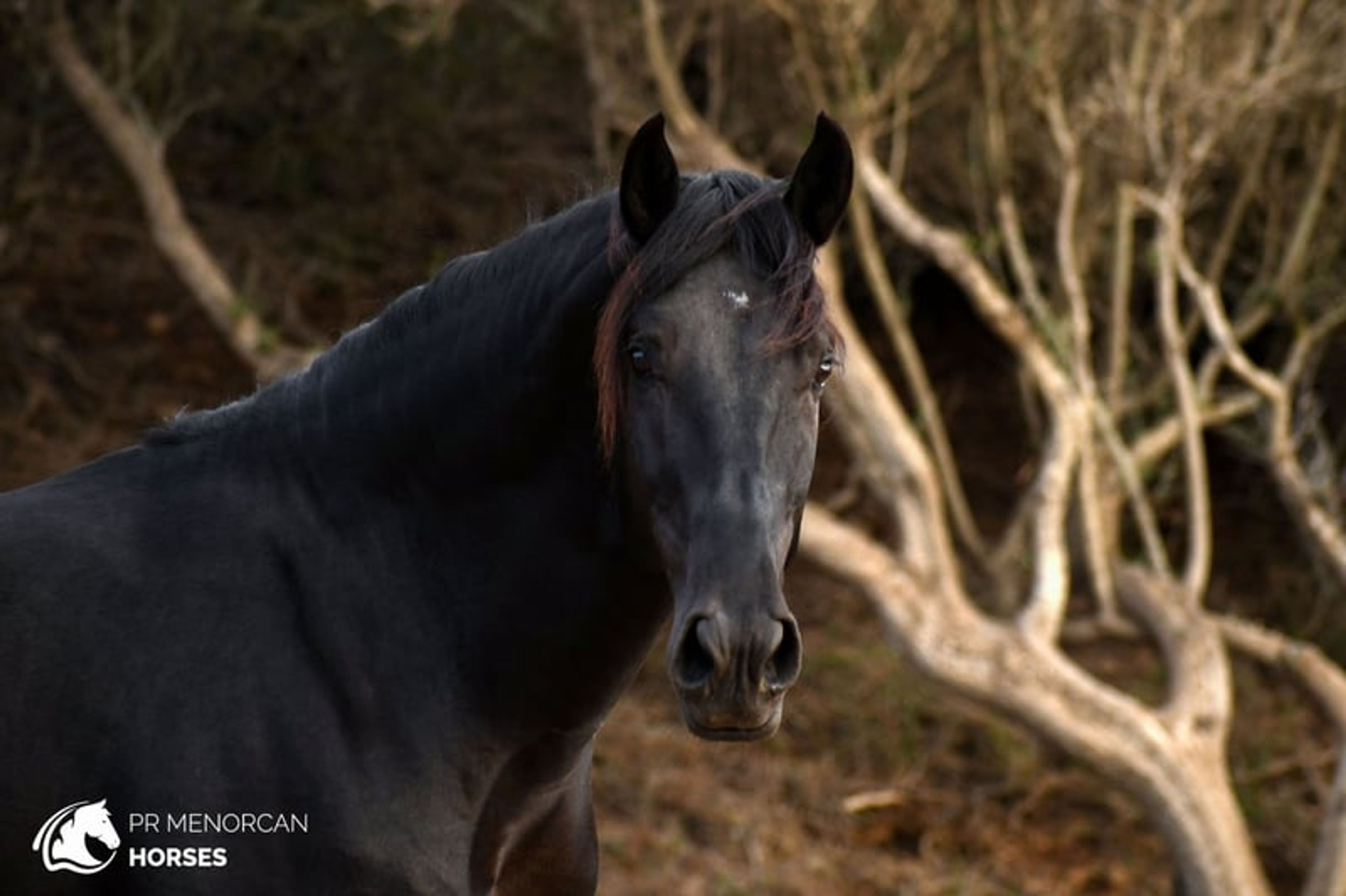 Stunning 2023 PRMe stallion under saddle with great movement. - Image 6