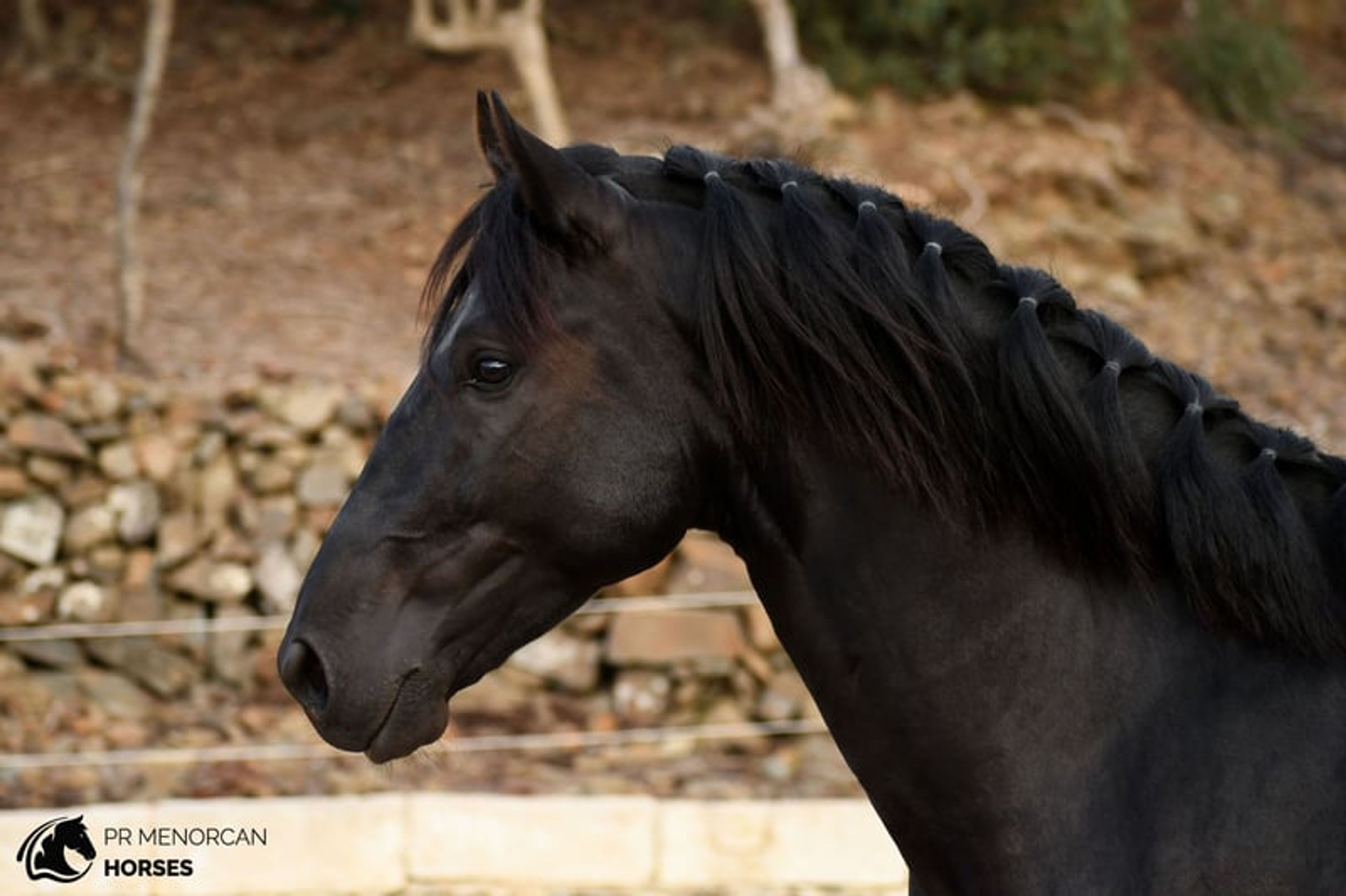 Stunning 2023 PRMe stallion under saddle with great movement. - Image 7