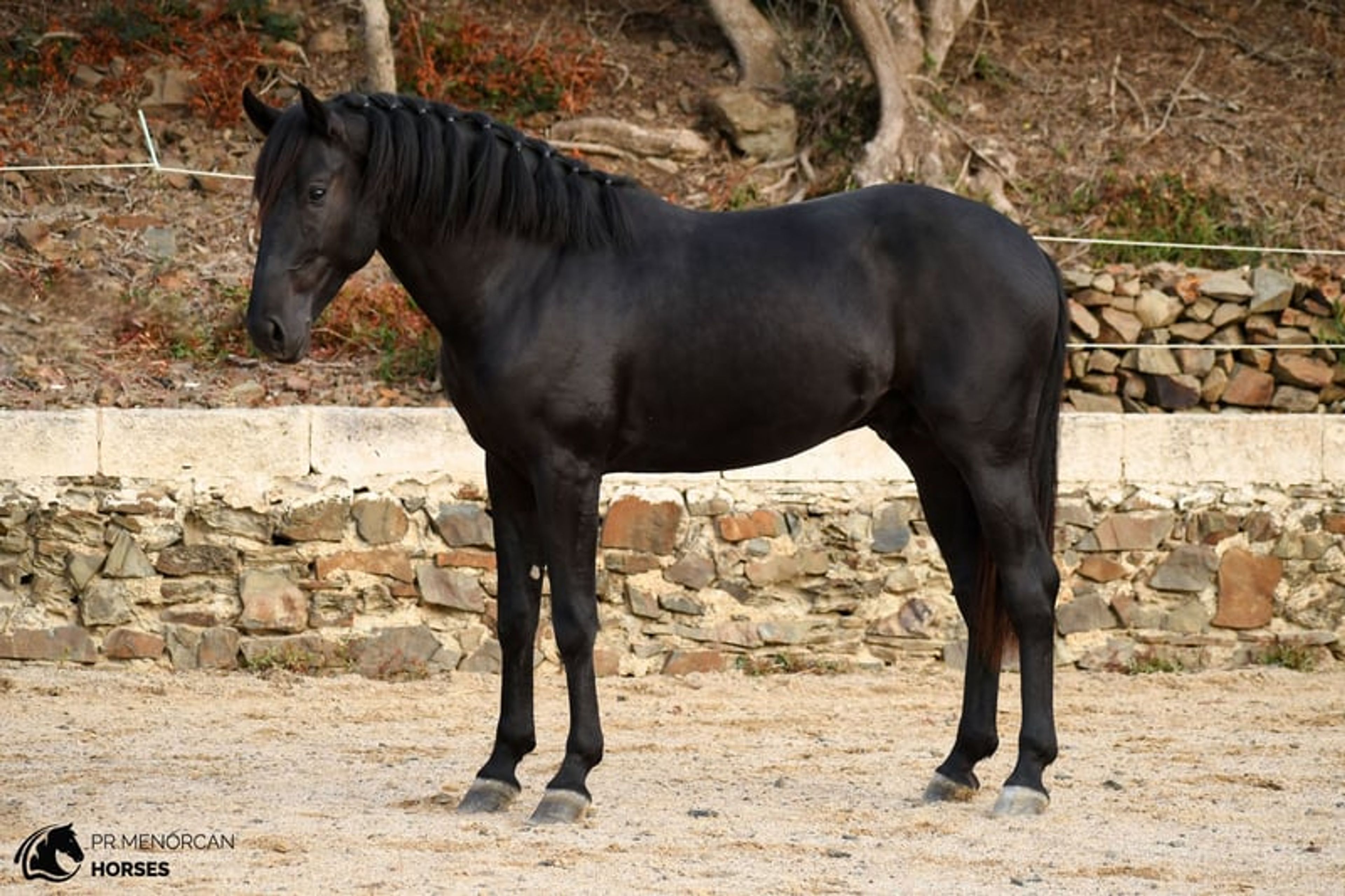 Stunning 2023 PRMe stallion under saddle with great movement. - Image 8