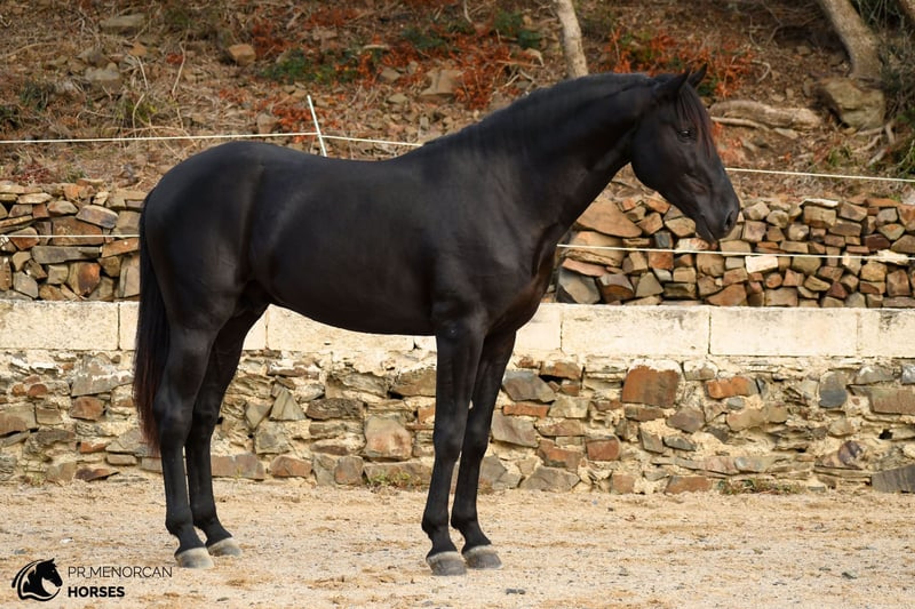 Stunning 2023 PRMe stallion under saddle with great movement. - Image 9