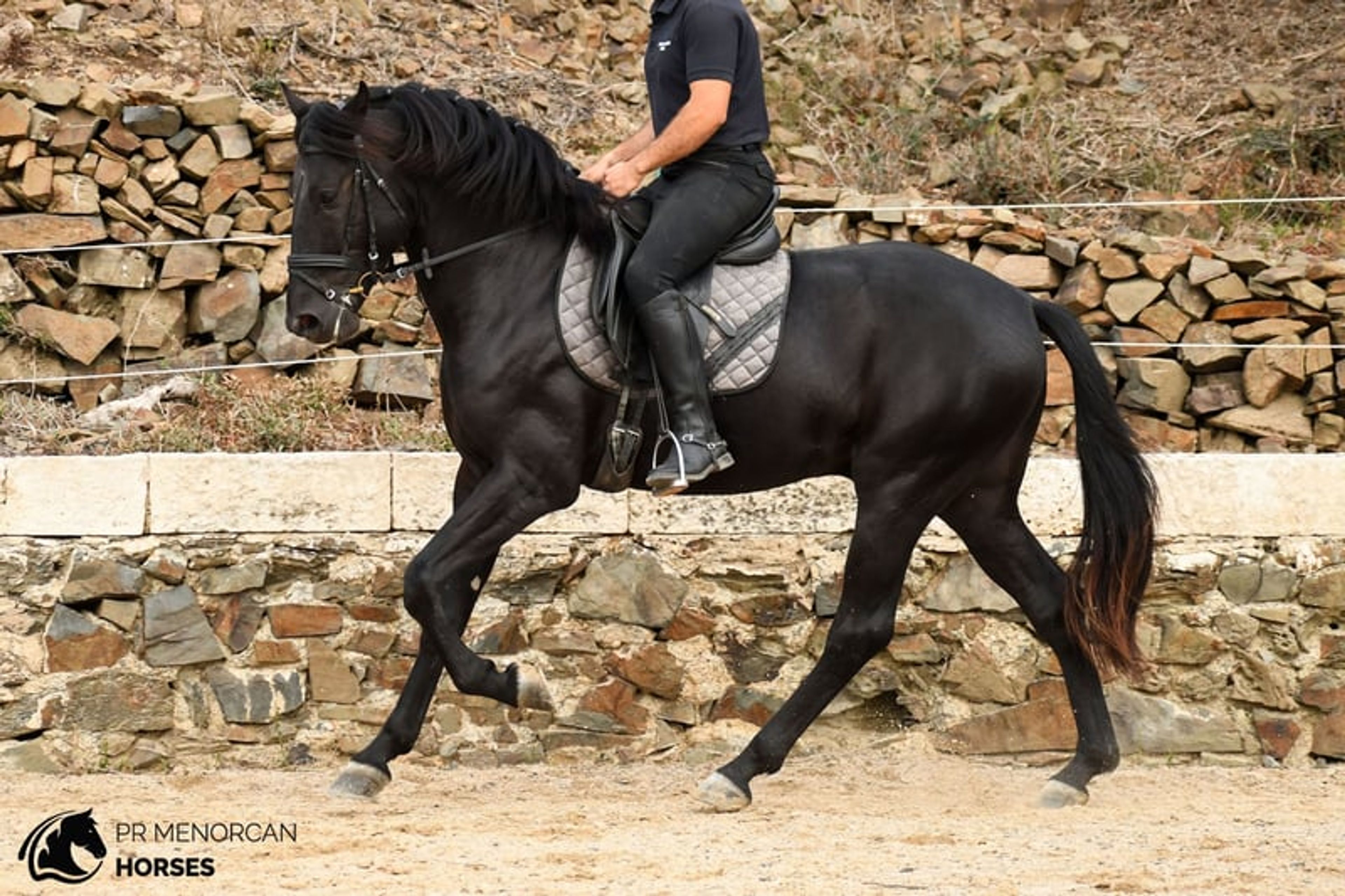 Stunning 2023 PRMe stallion under saddle with great movement. - Image 10