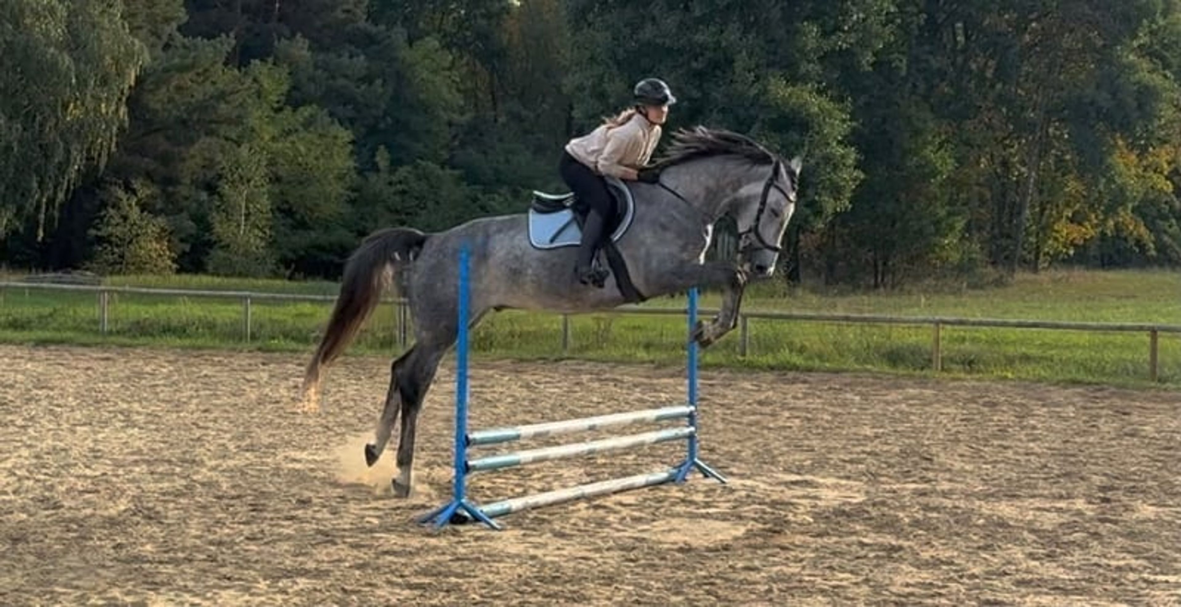 Excellent show jumping gelding with good height and a charming temperament!