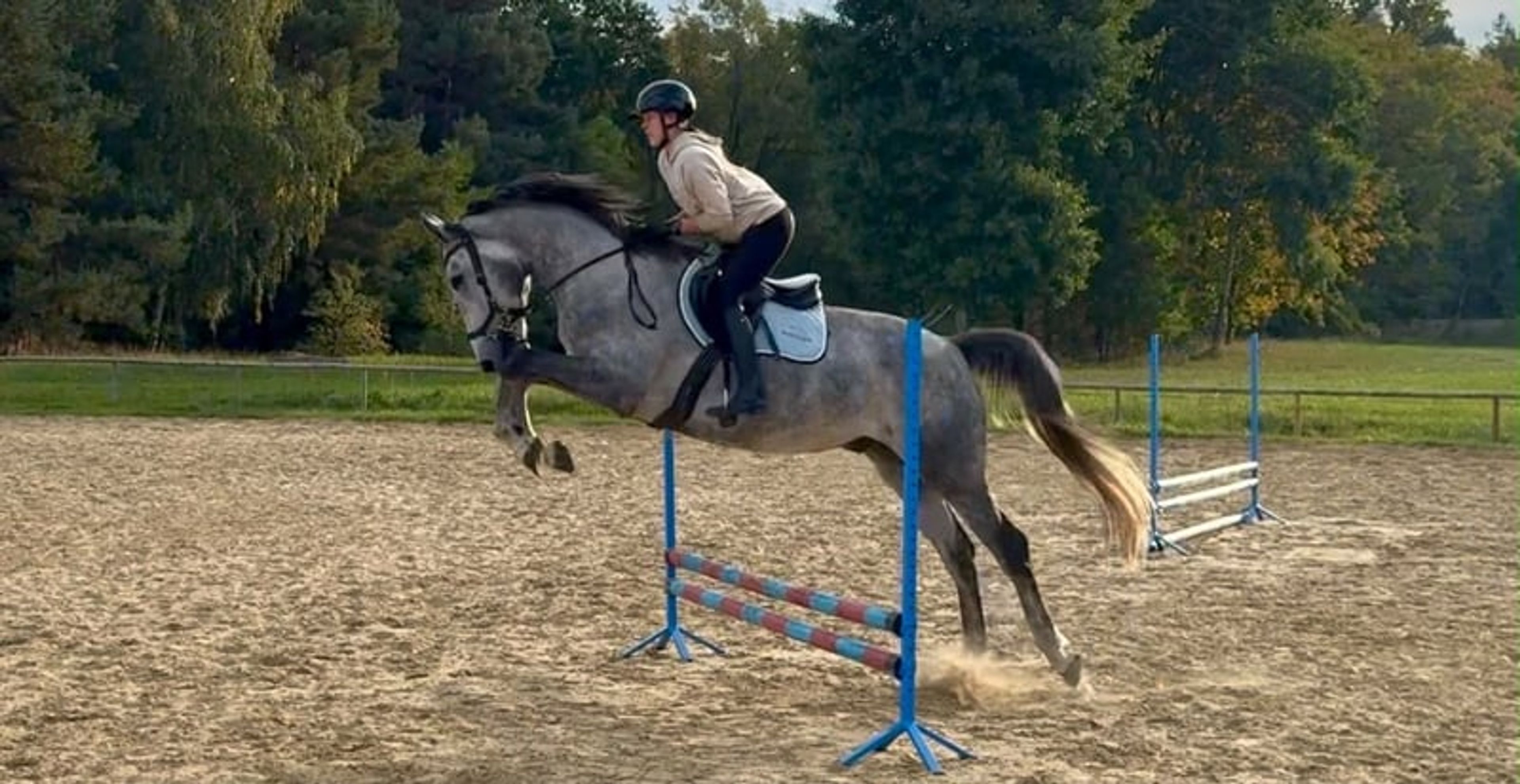 Excellent show jumping gelding with good height and a charming temperament! - Image 2
