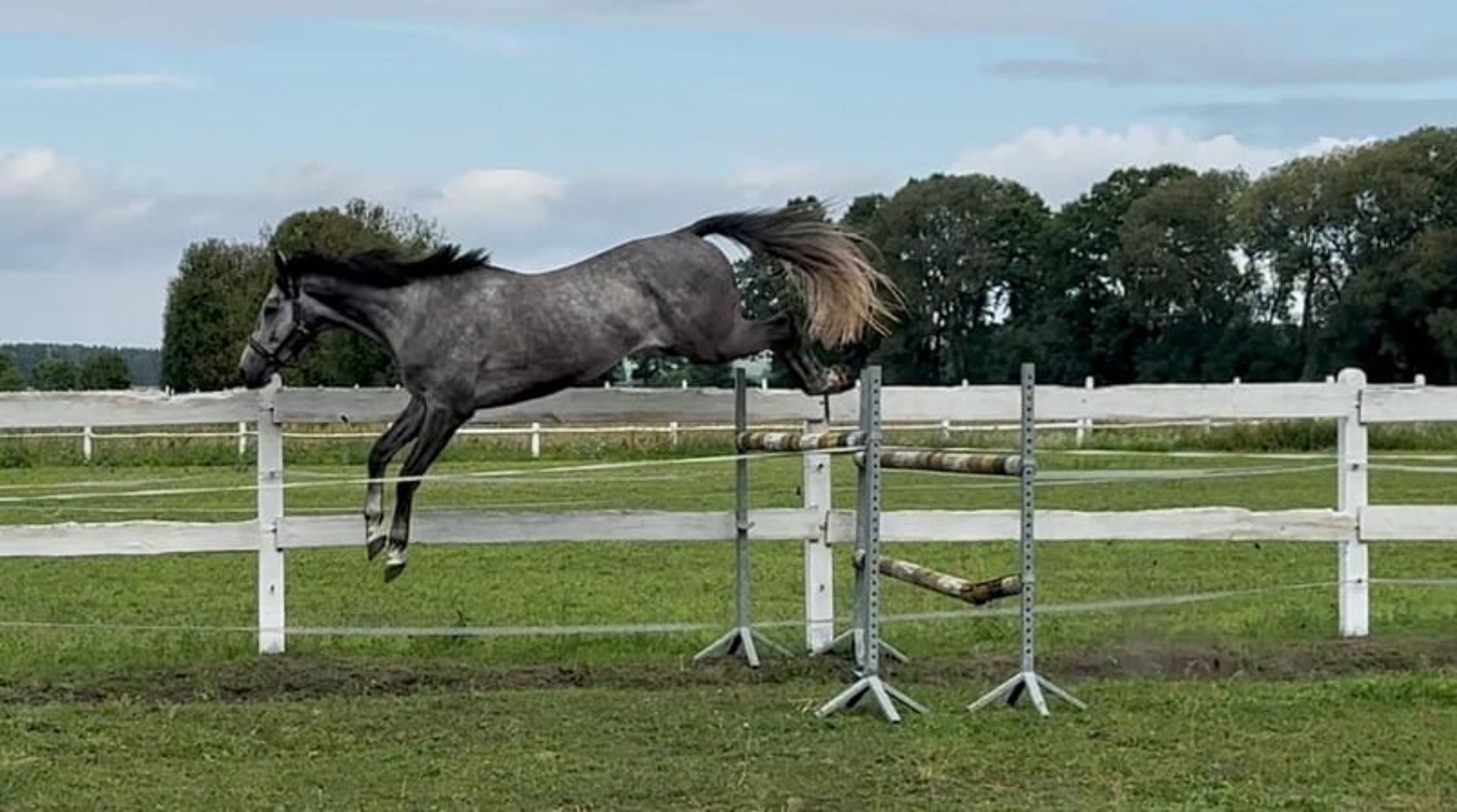 Excellent show jumping gelding with good height and a charming temperament! - Image 3