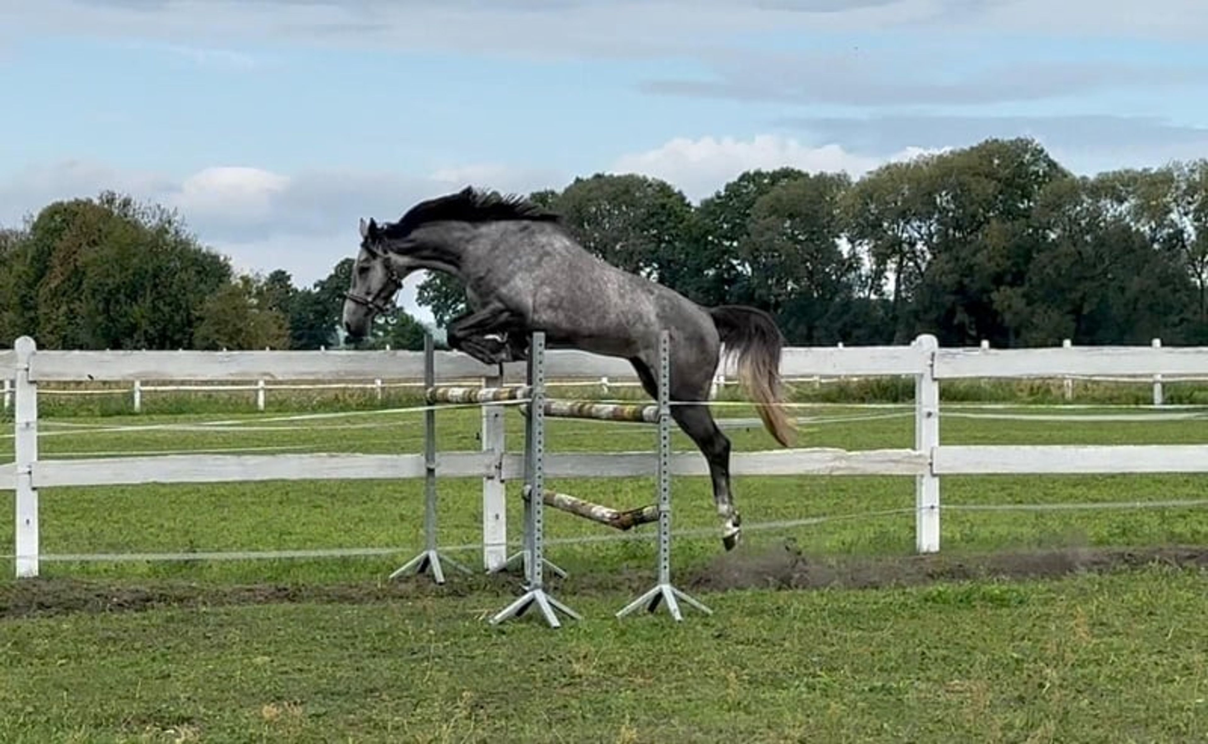 Excellent show jumping gelding with good height and a charming temperament! - Image 4
