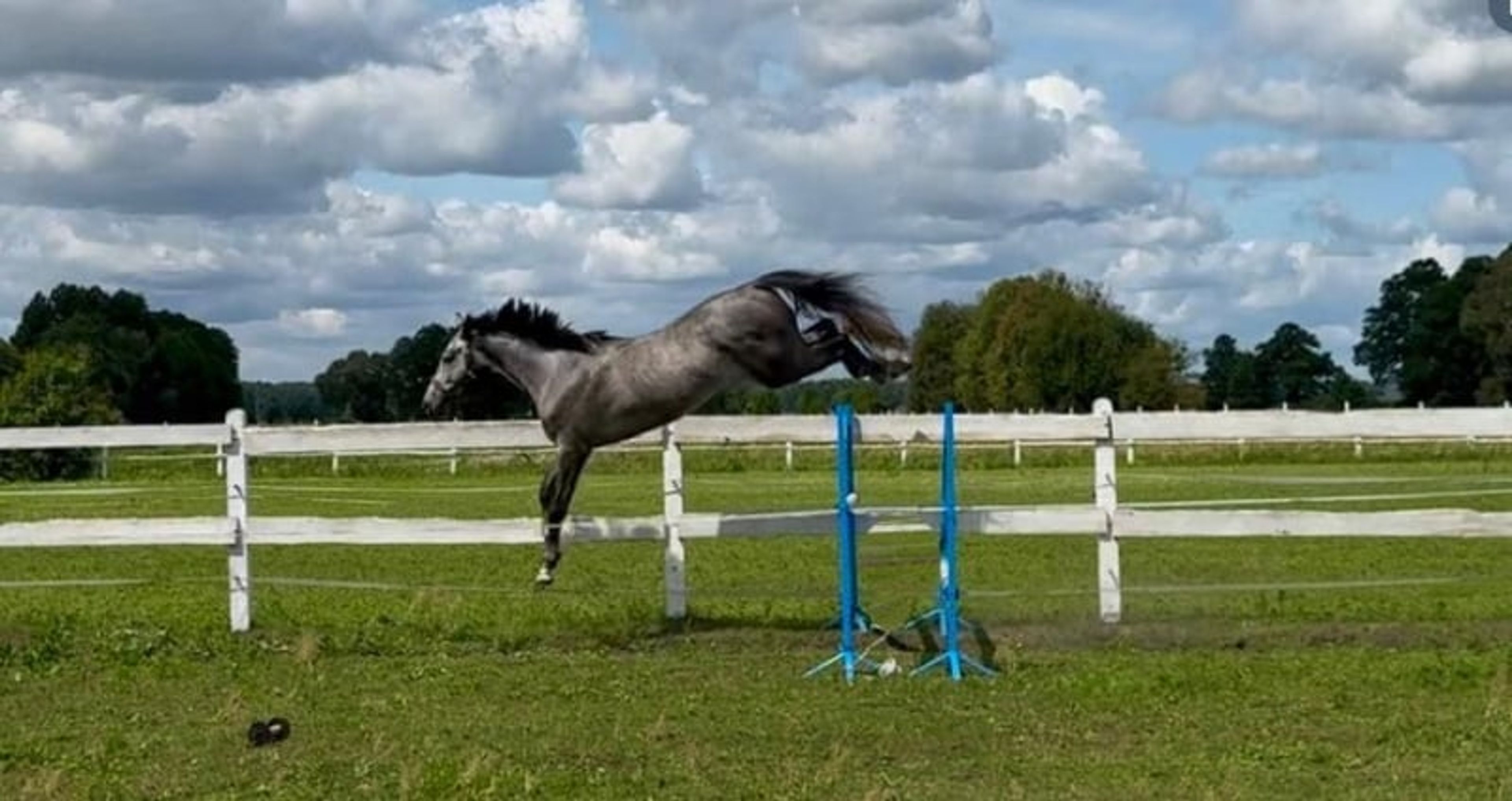 Excellent show jumping gelding with good height and a charming temperament! - Image 5
