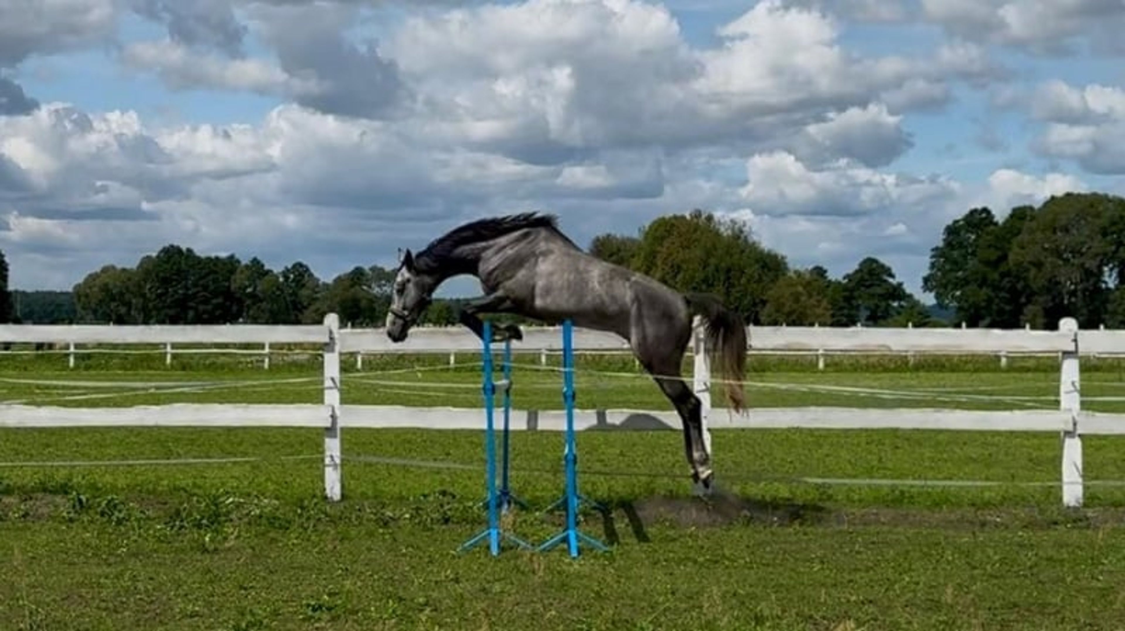 Excellent show jumping gelding with good height and a charming temperament! - Image 6