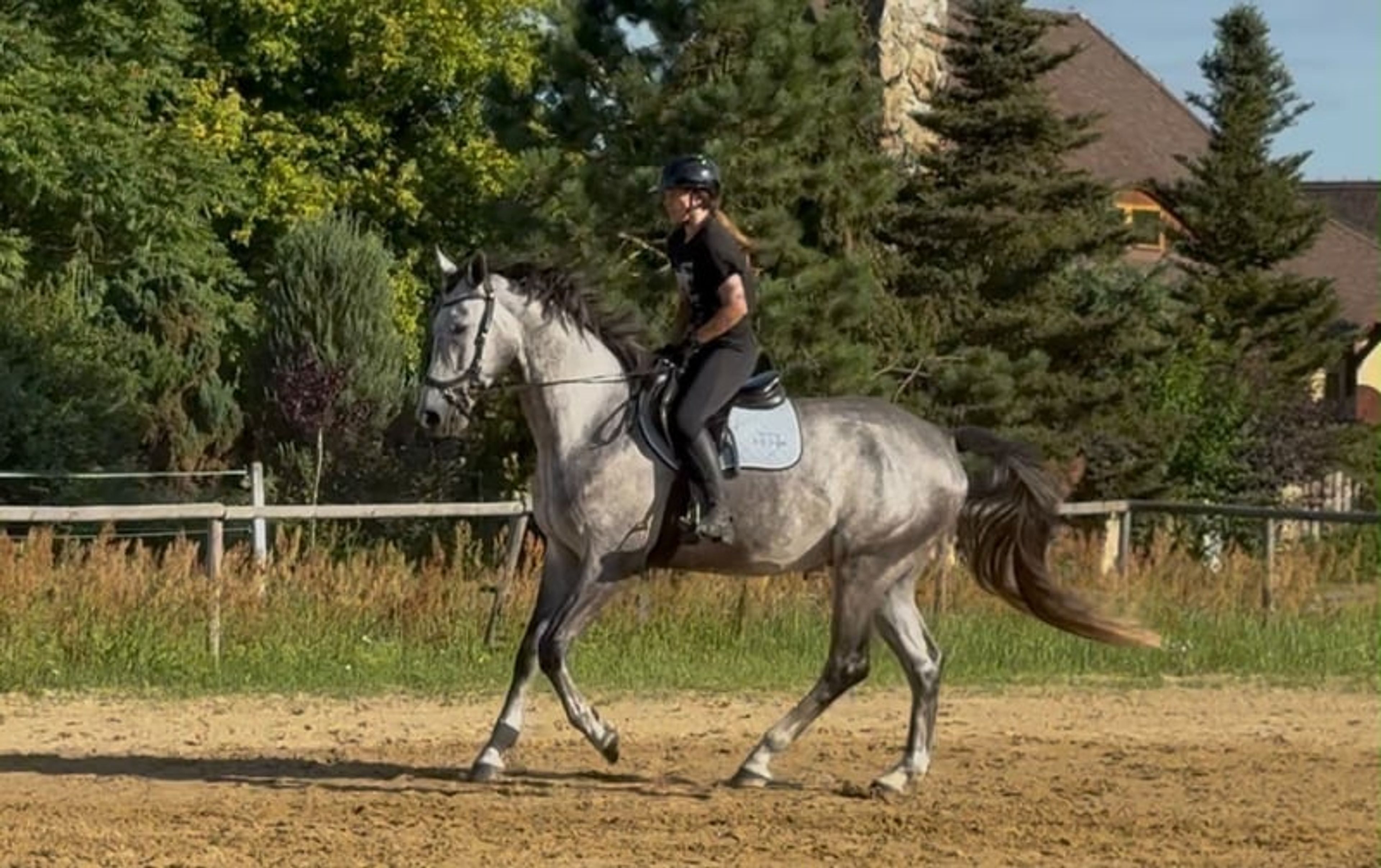 Excellent show jumping gelding with good height and a charming temperament! - Image 7