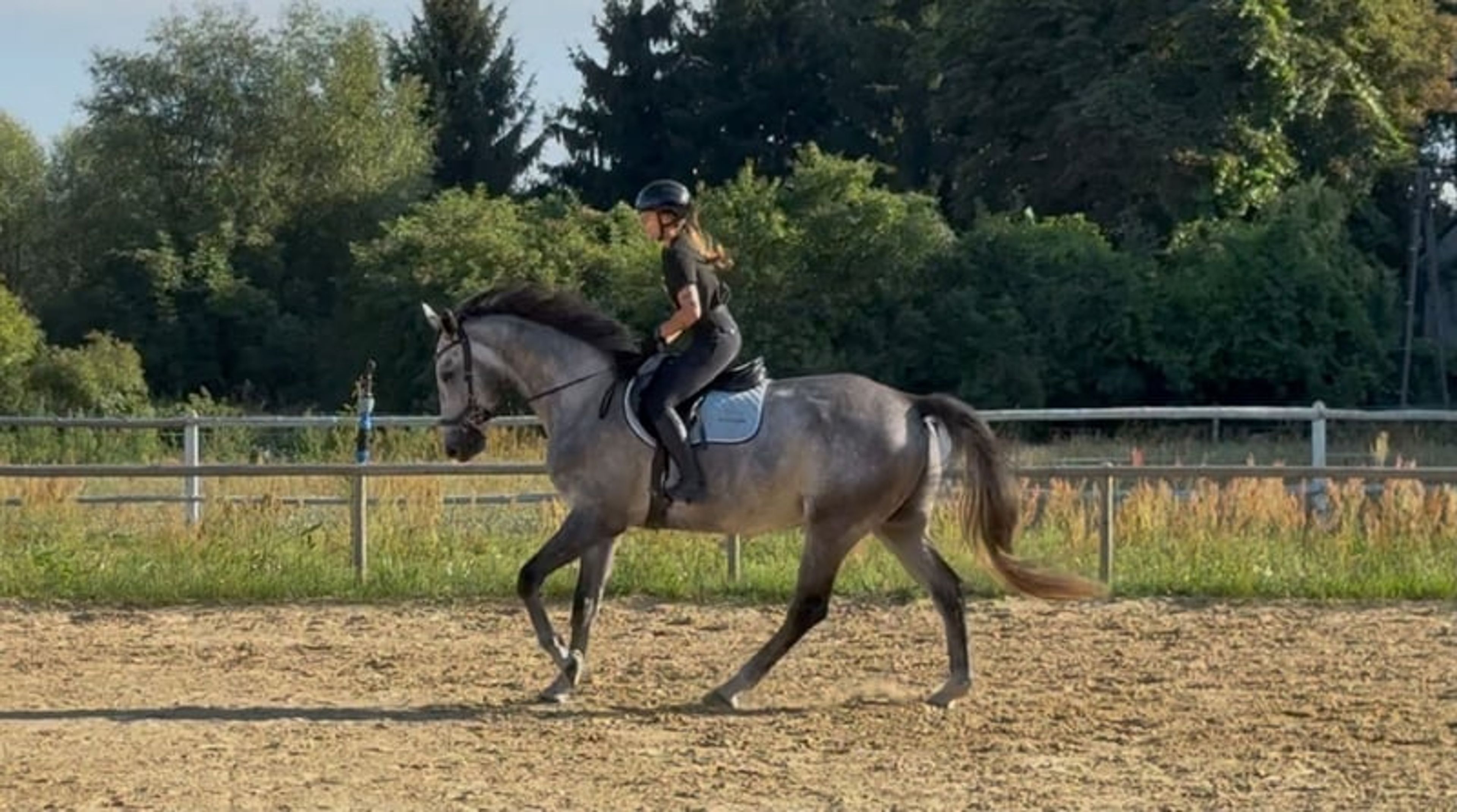 Excellent show jumping gelding with good height and a charming temperament! - Image 8