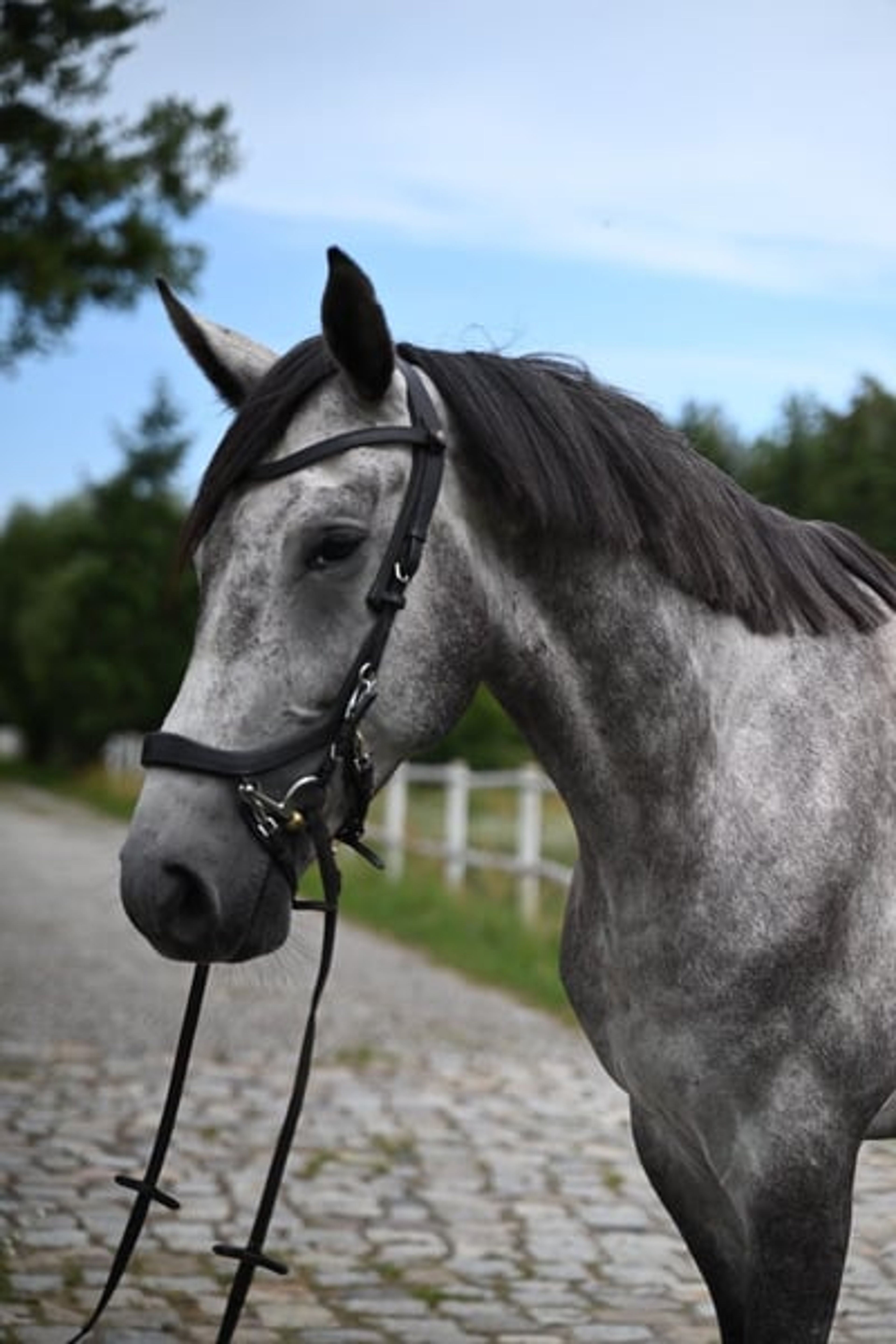 Excellent show jumping gelding with good height and a charming temperament! - Image 9