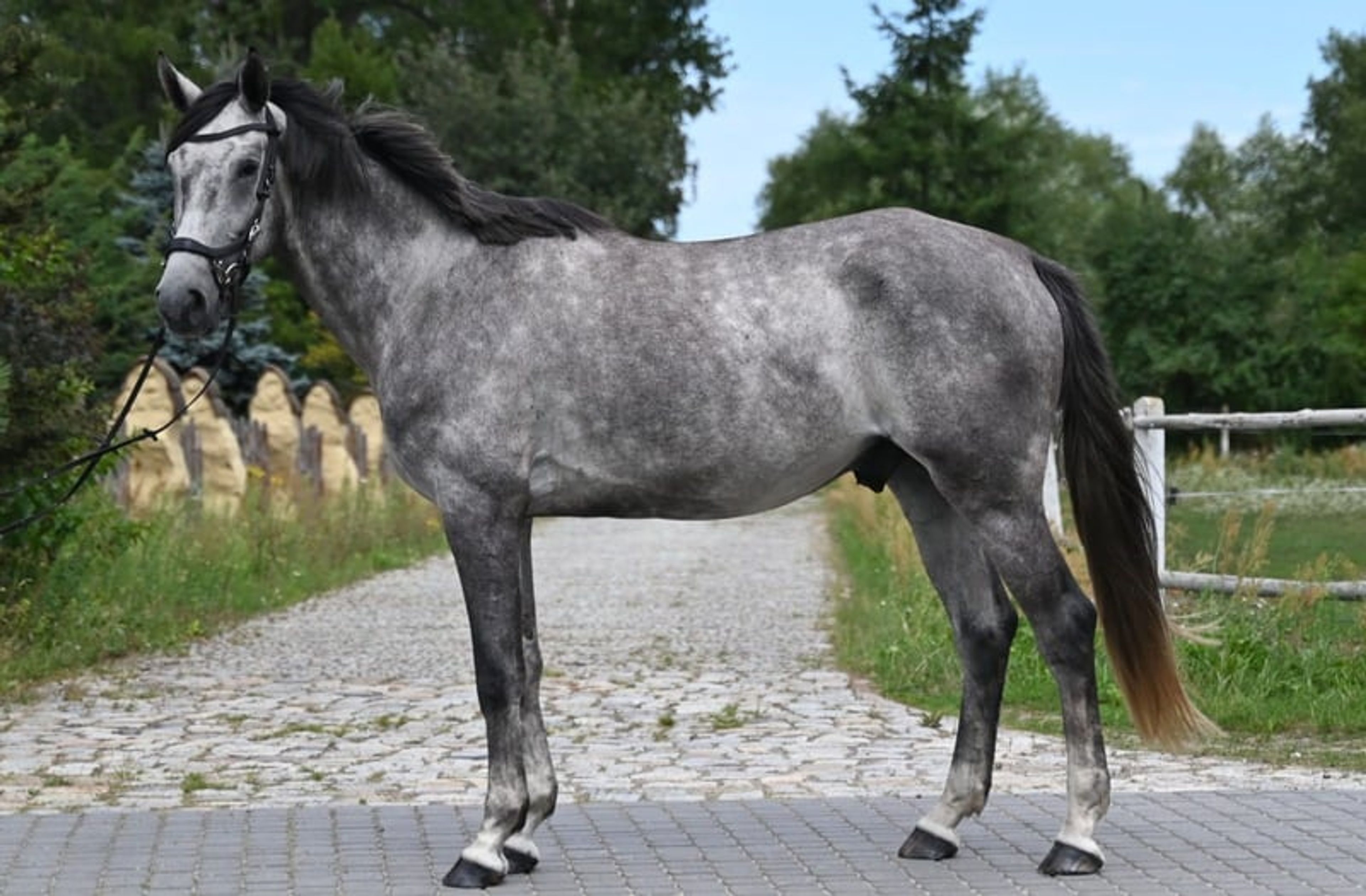 Excellent show jumping gelding with good height and a charming temperament! - Image 10
