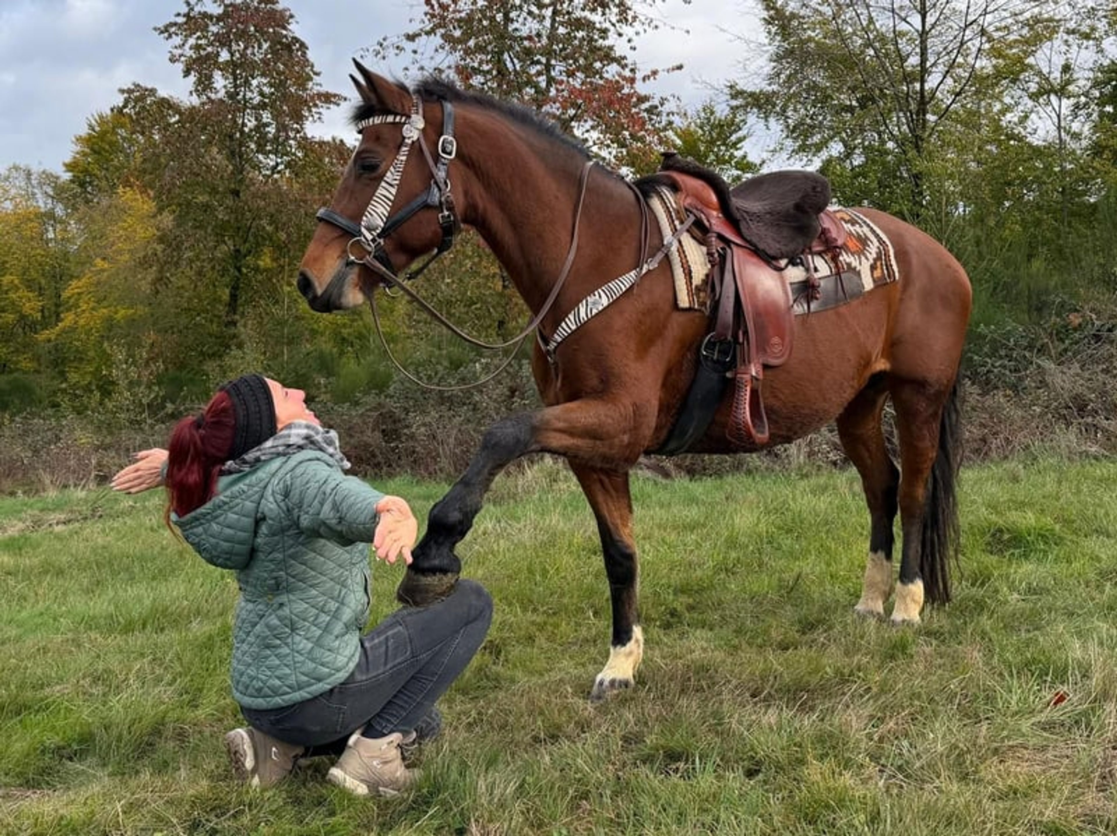 All-round leisure, trail-riding, riding-school and family horse