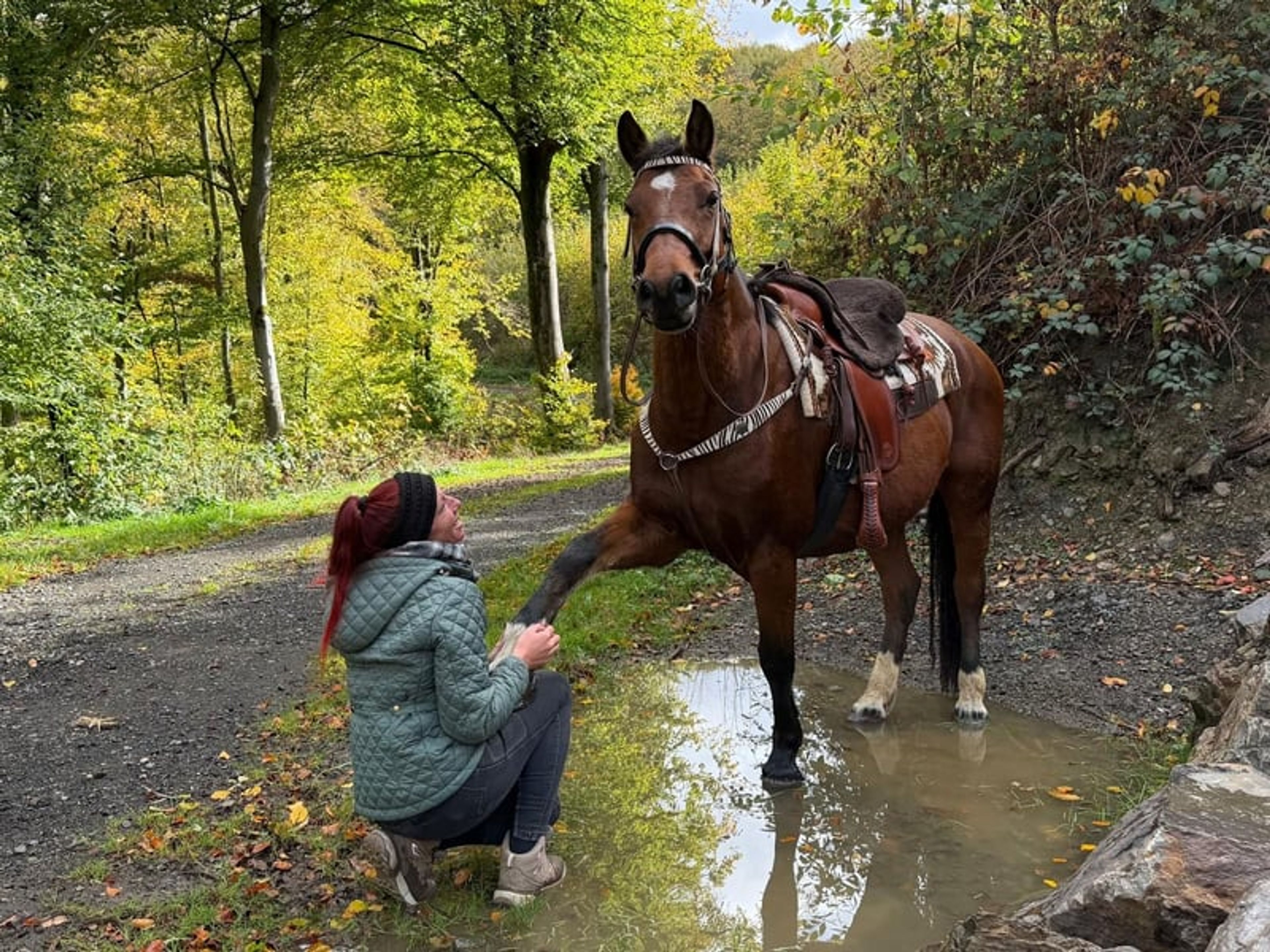 All-round leisure, trail-riding, riding-school and family horse - Image 2
