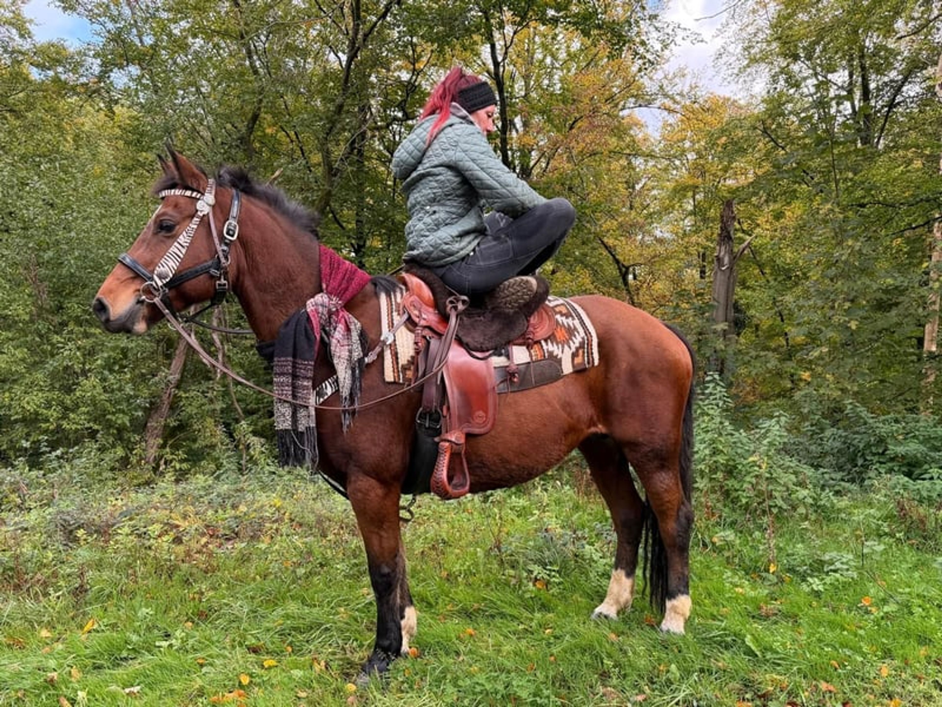 All-round leisure, trail-riding, riding-school and family horse - Image 3