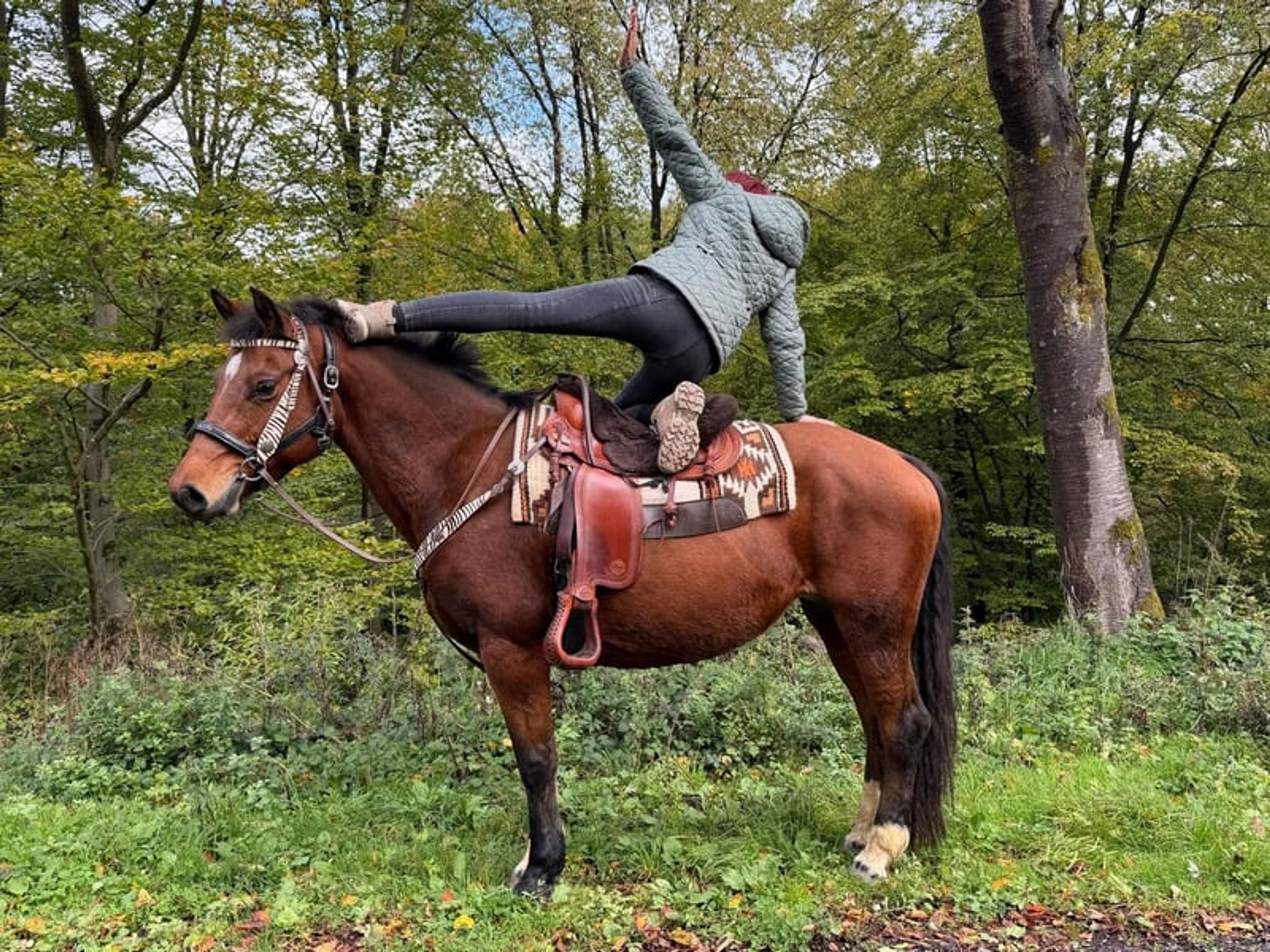 All-round leisure, trail-riding, riding-school and family horse - Image 5