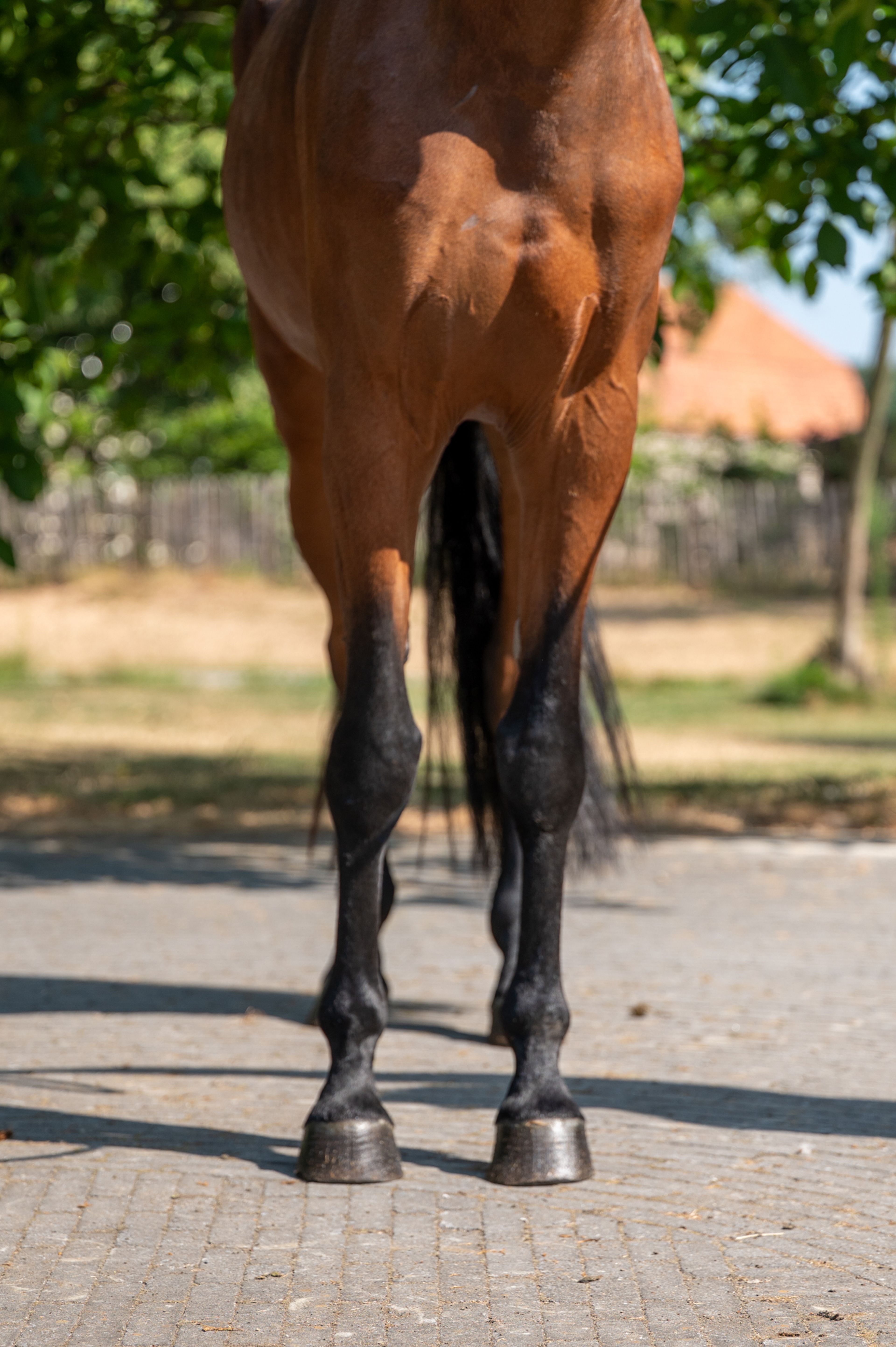 Cadee AK Z (CRUNCH 3 x ANDIAMO) - Image 6