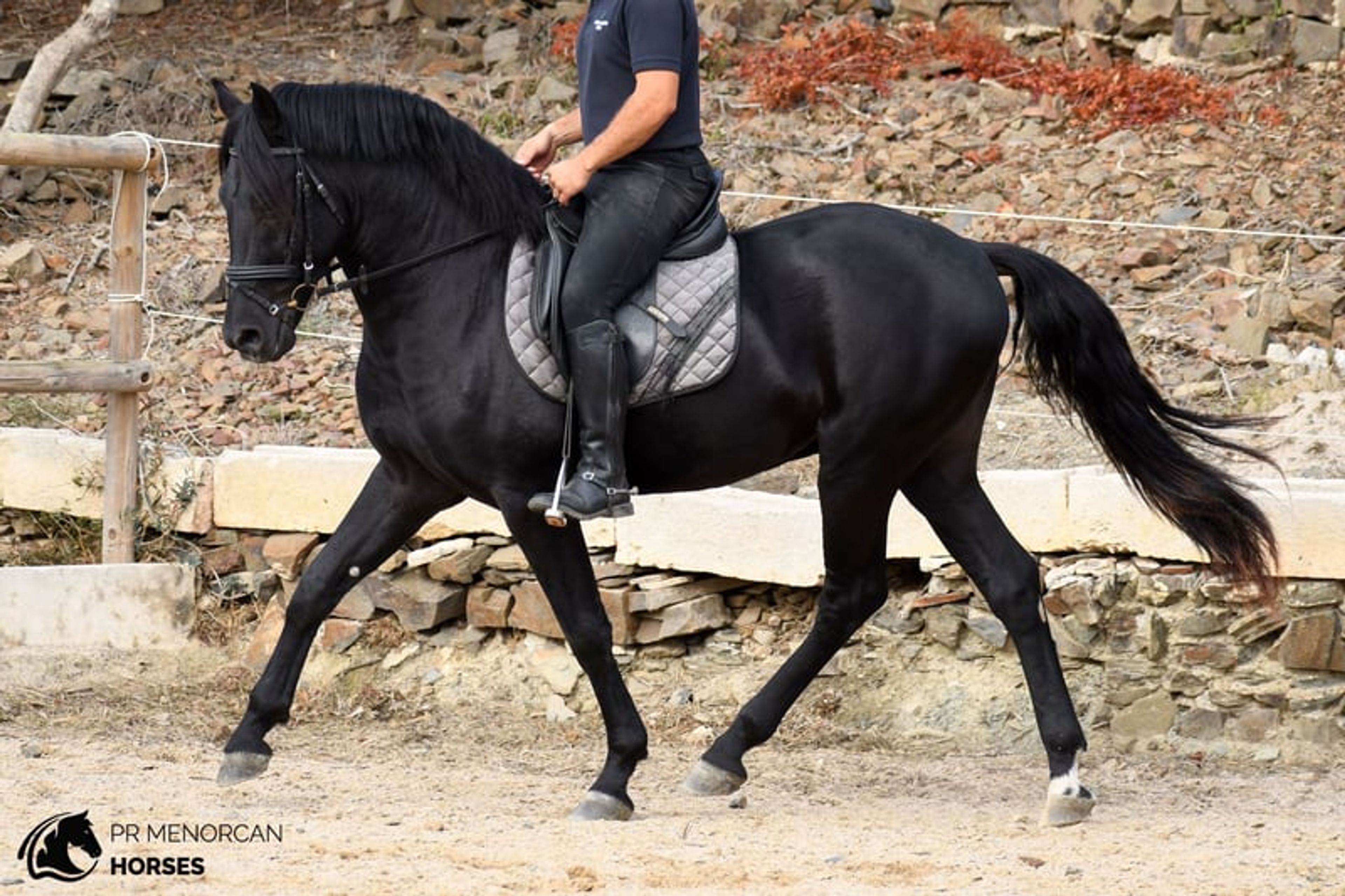 Handsome, compact 2023 PRMe stallion with an exceptional temperament.