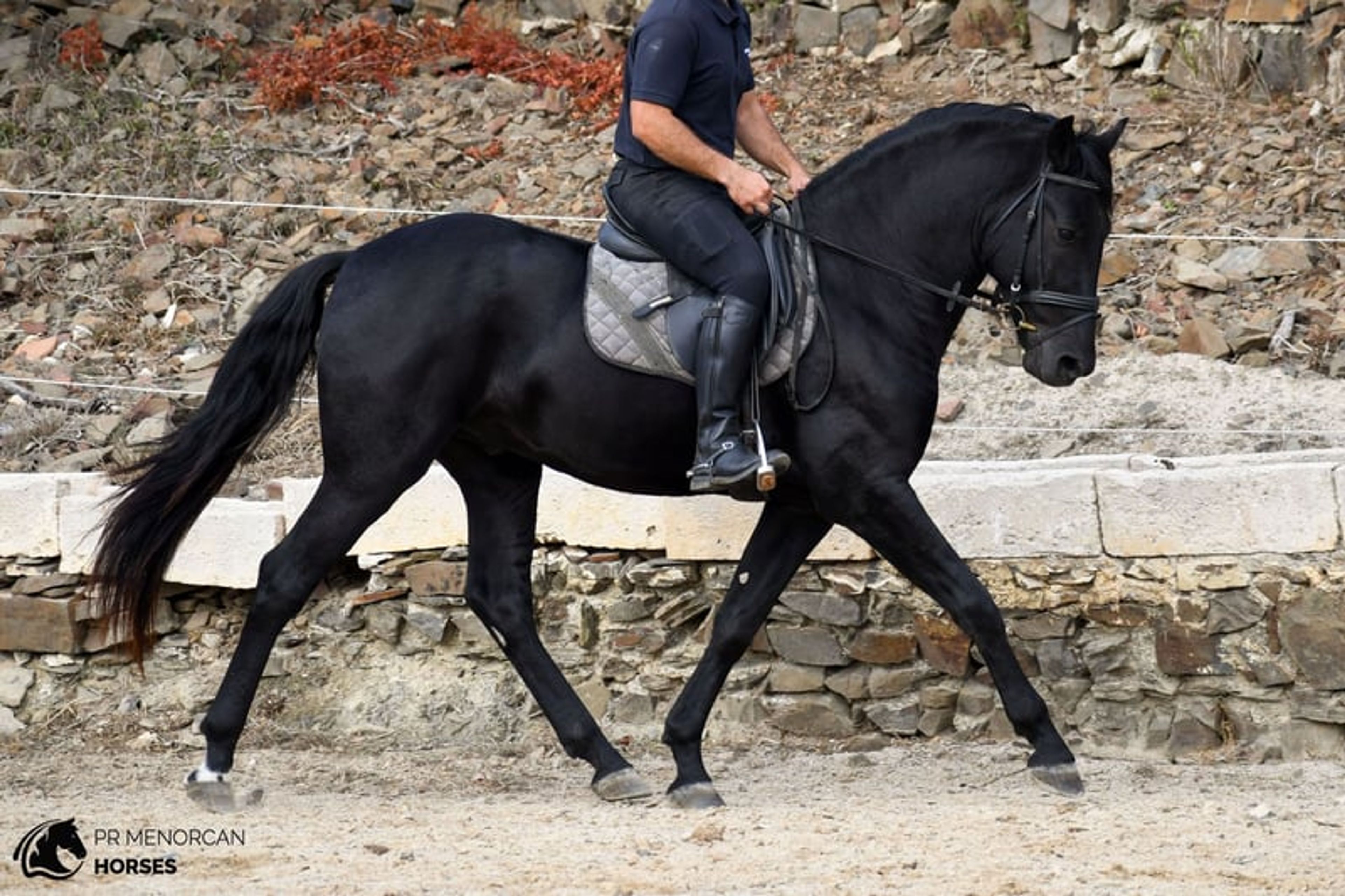 Handsome, compact 2023 PRMe stallion with an exceptional temperament. - Image 2