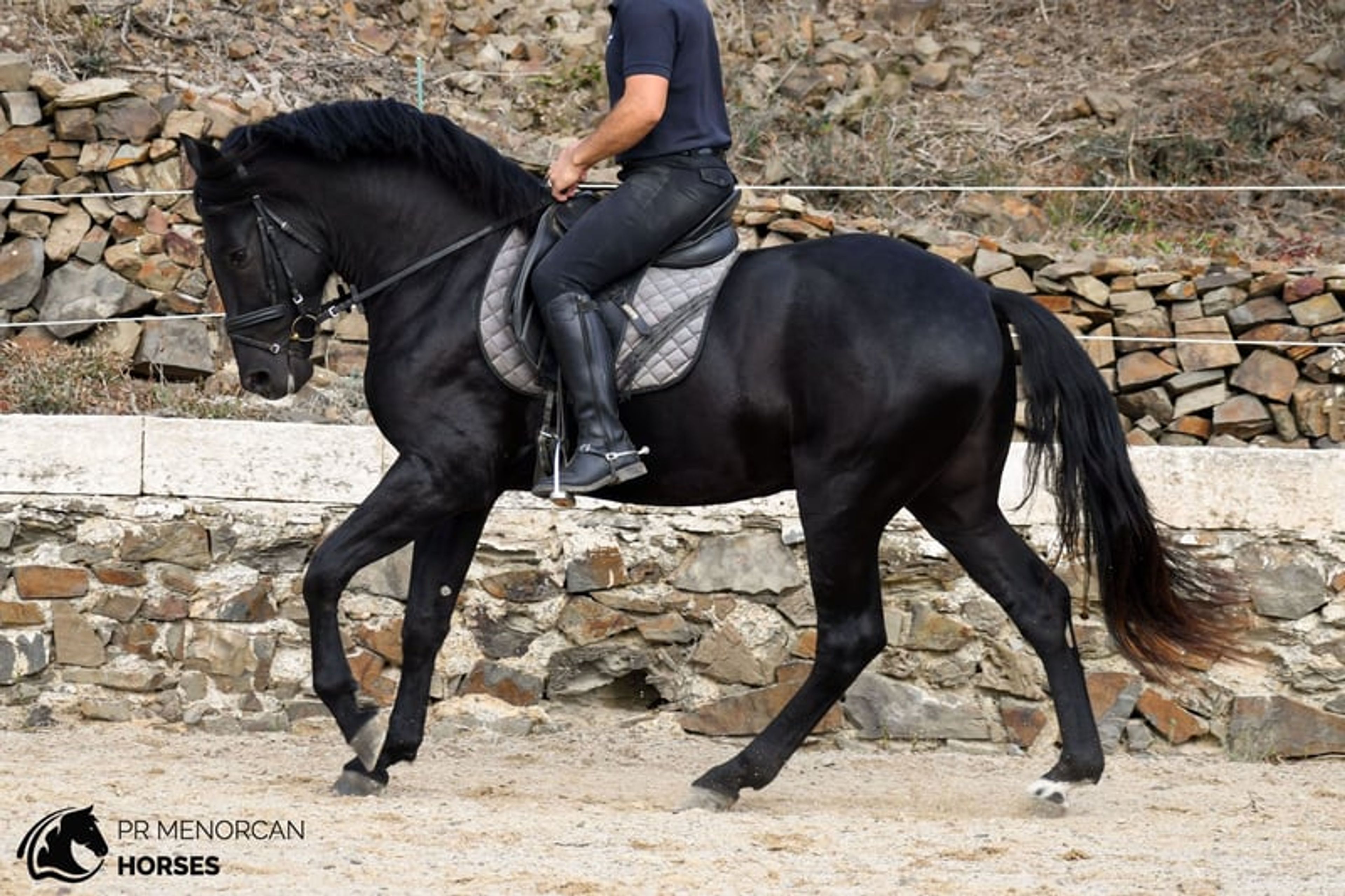 Handsome, compact 2023 PRMe stallion with an exceptional temperament. - Image 3