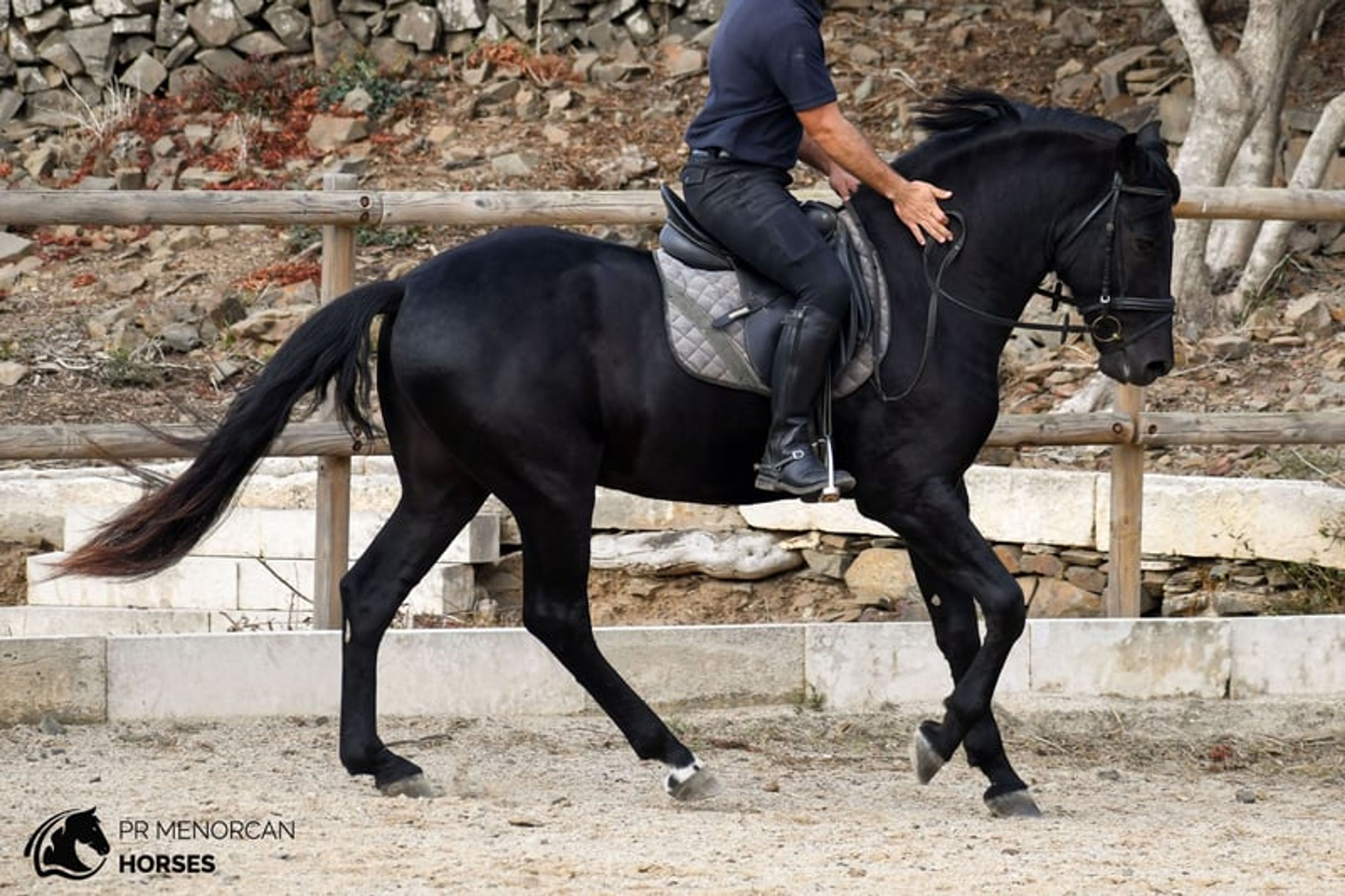 Handsome, compact 2023 PRMe stallion with an exceptional temperament. - Image 4