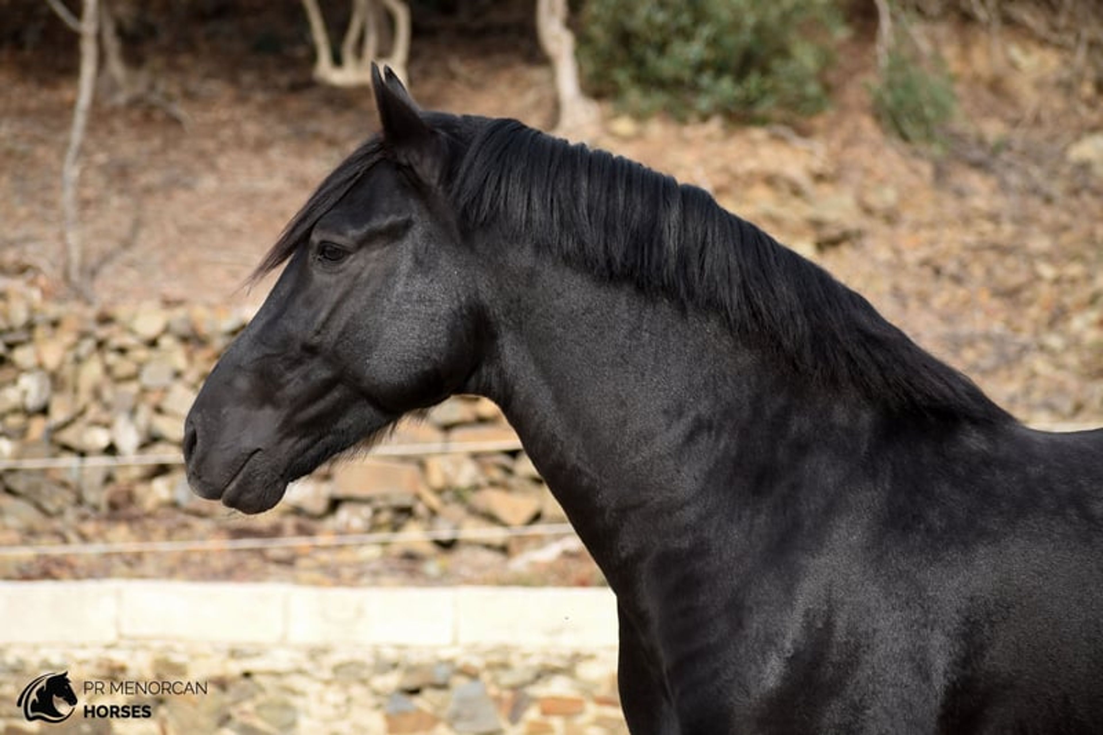 Handsome, compact 2023 PRMe stallion with an exceptional temperament. - Image 5
