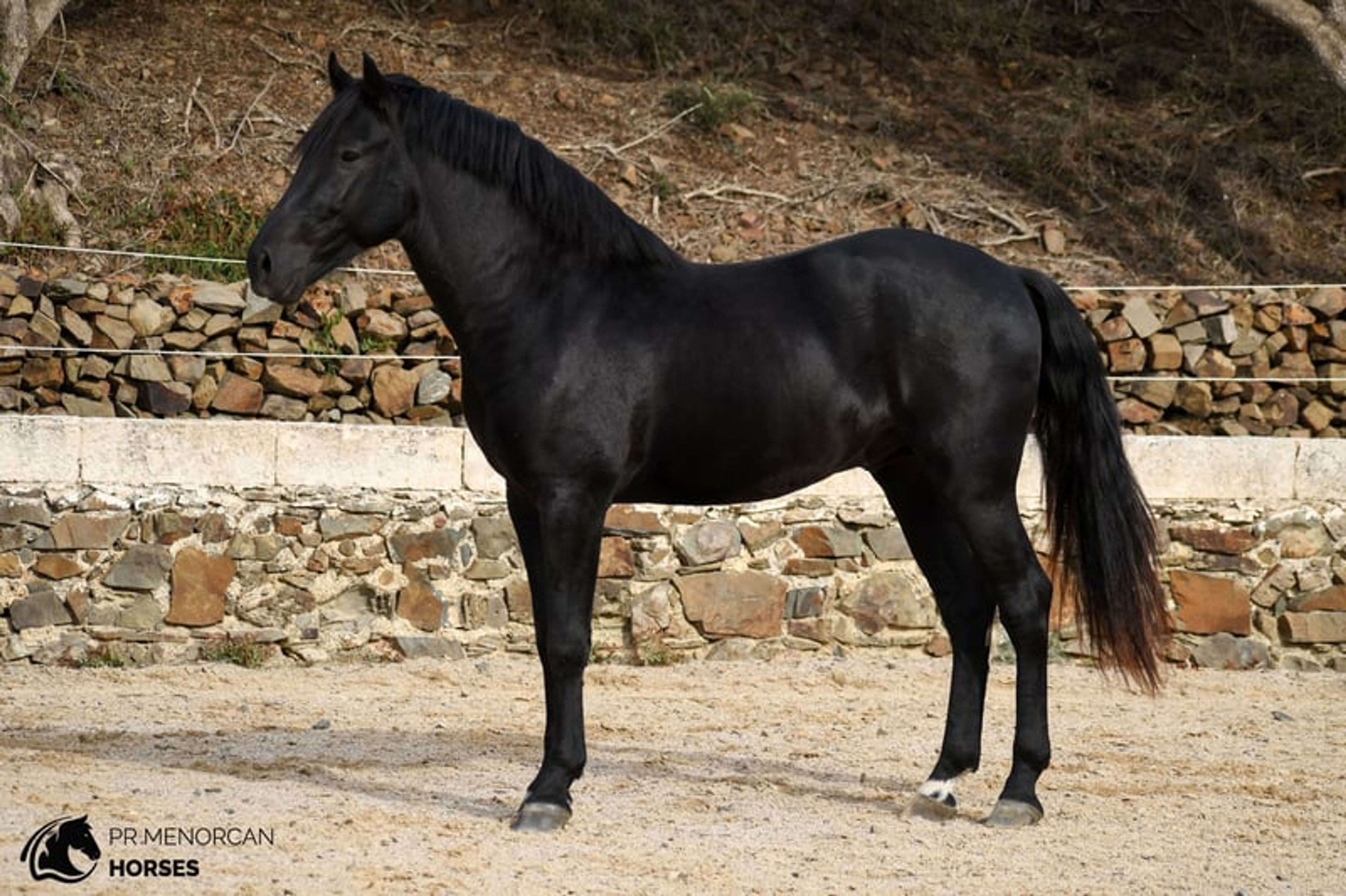 Handsome, compact 2023 PRMe stallion with an exceptional temperament. - Image 6
