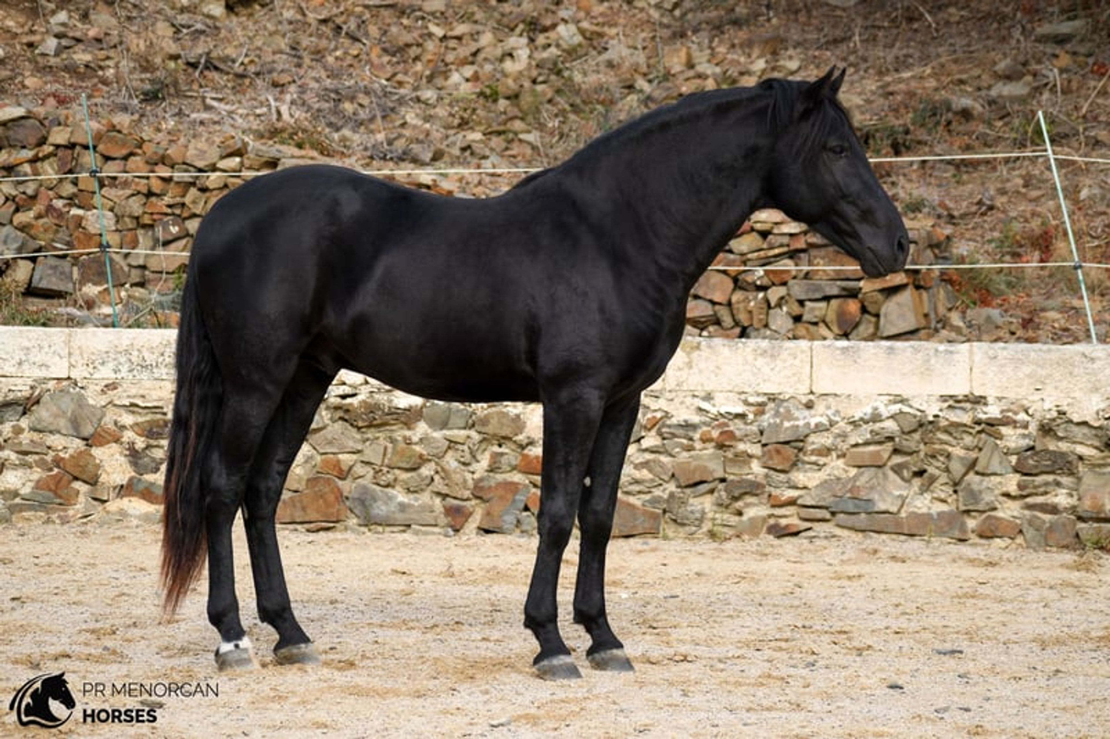 Handsome, compact 2023 PRMe stallion with an exceptional temperament. - Image 7