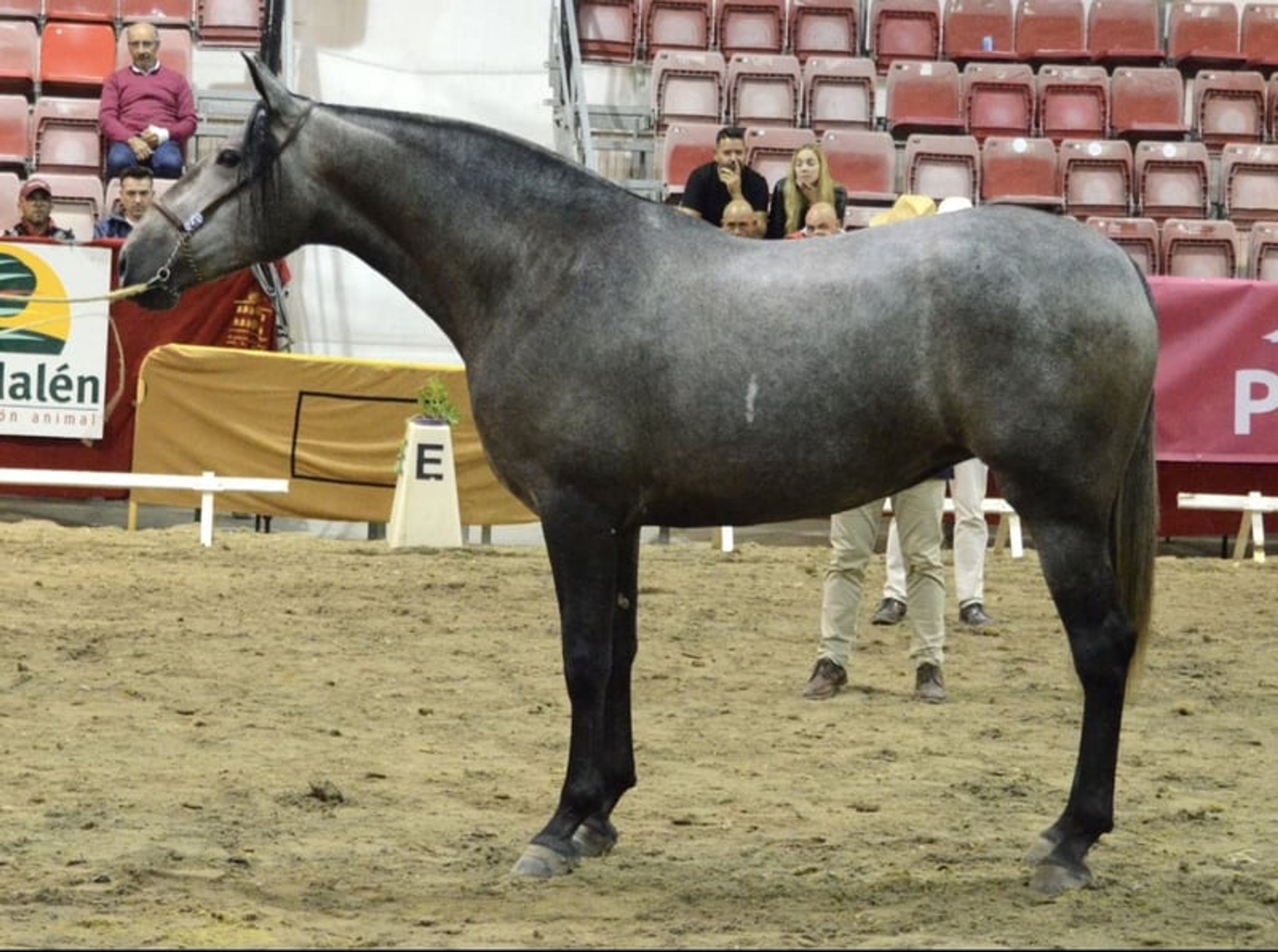 Mare with a fantastic temperament and good movement.