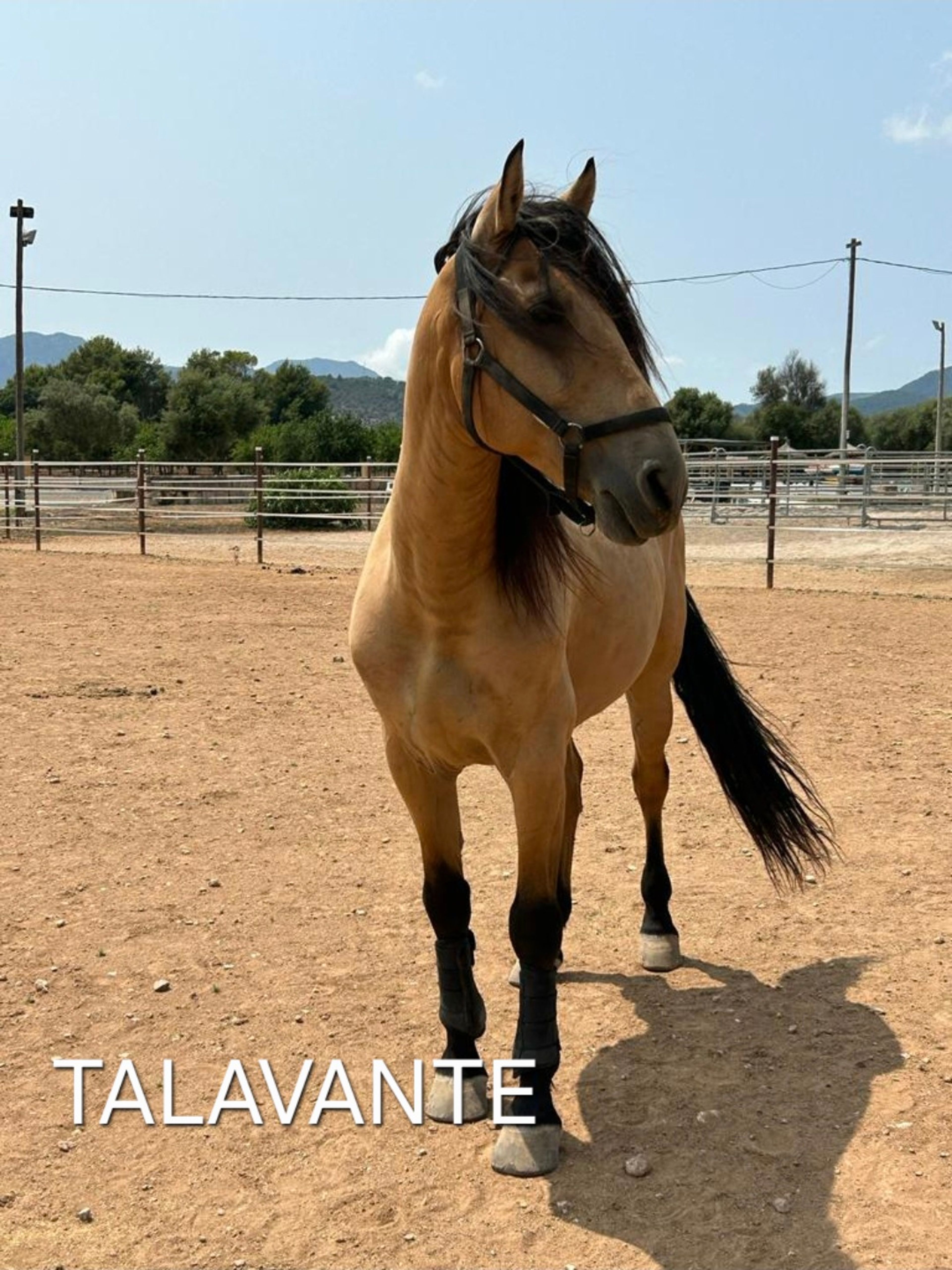 Talavante - Image 2