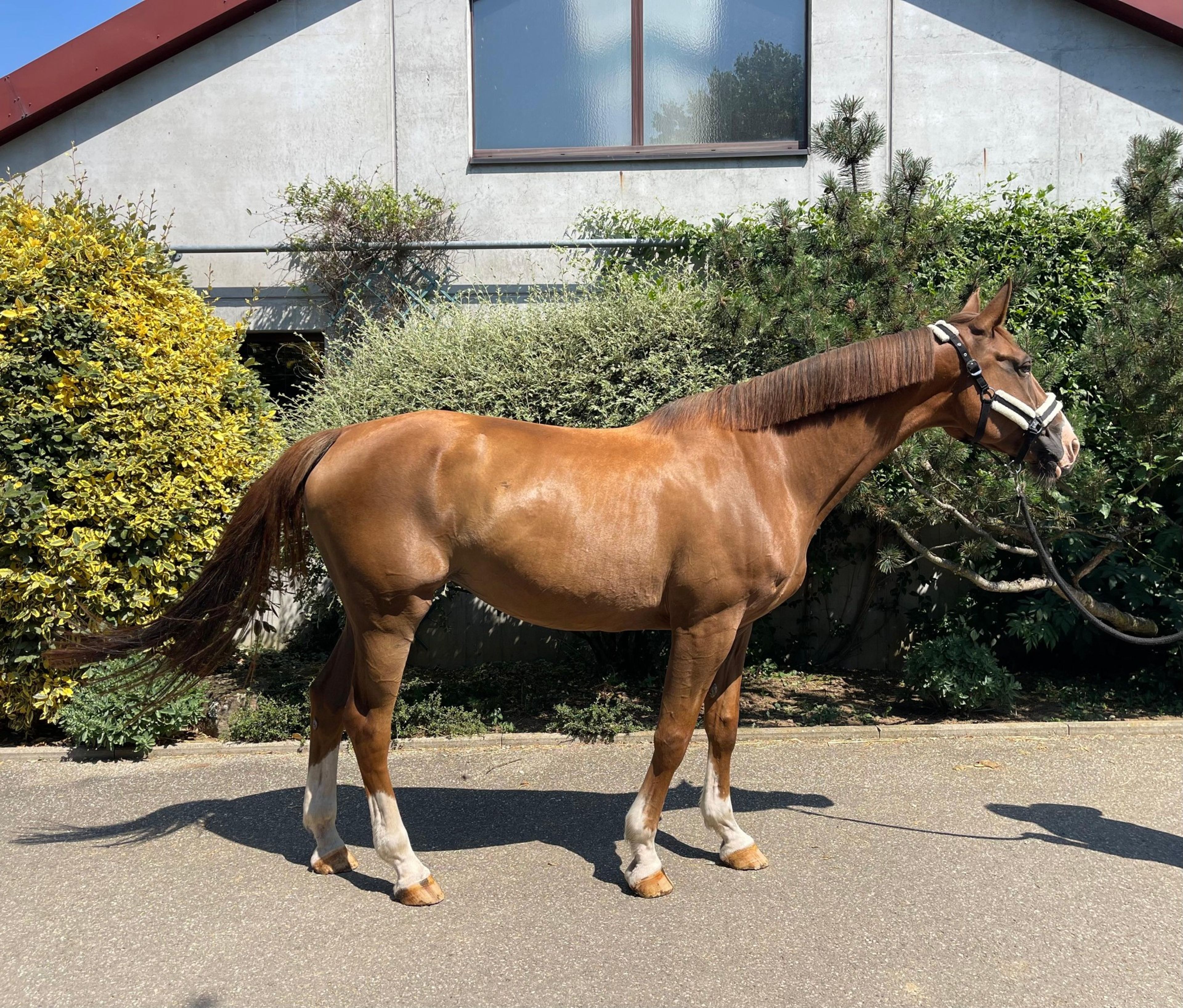 Easy Lerchenberg(+PEGASE VAN'T RUYTERSHOF) ☆☆ (VIGO D'ARSOUILLES x CAROLUS II) - Image 1