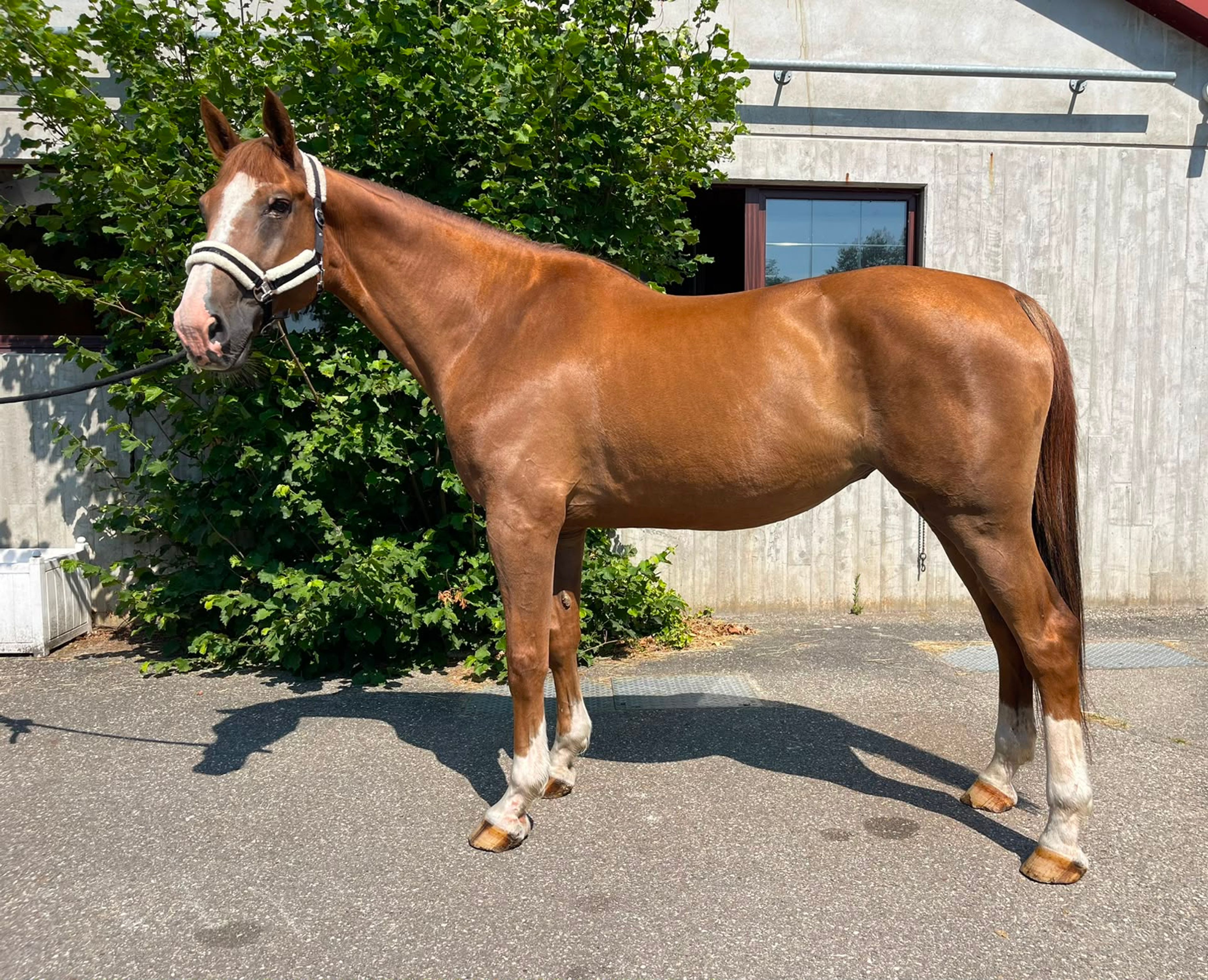Easy Lerchenberg(+PEGASE VAN'T RUYTERSHOF) ☆☆ (VIGO D'ARSOUILLES x CAROLUS II) - Image 2