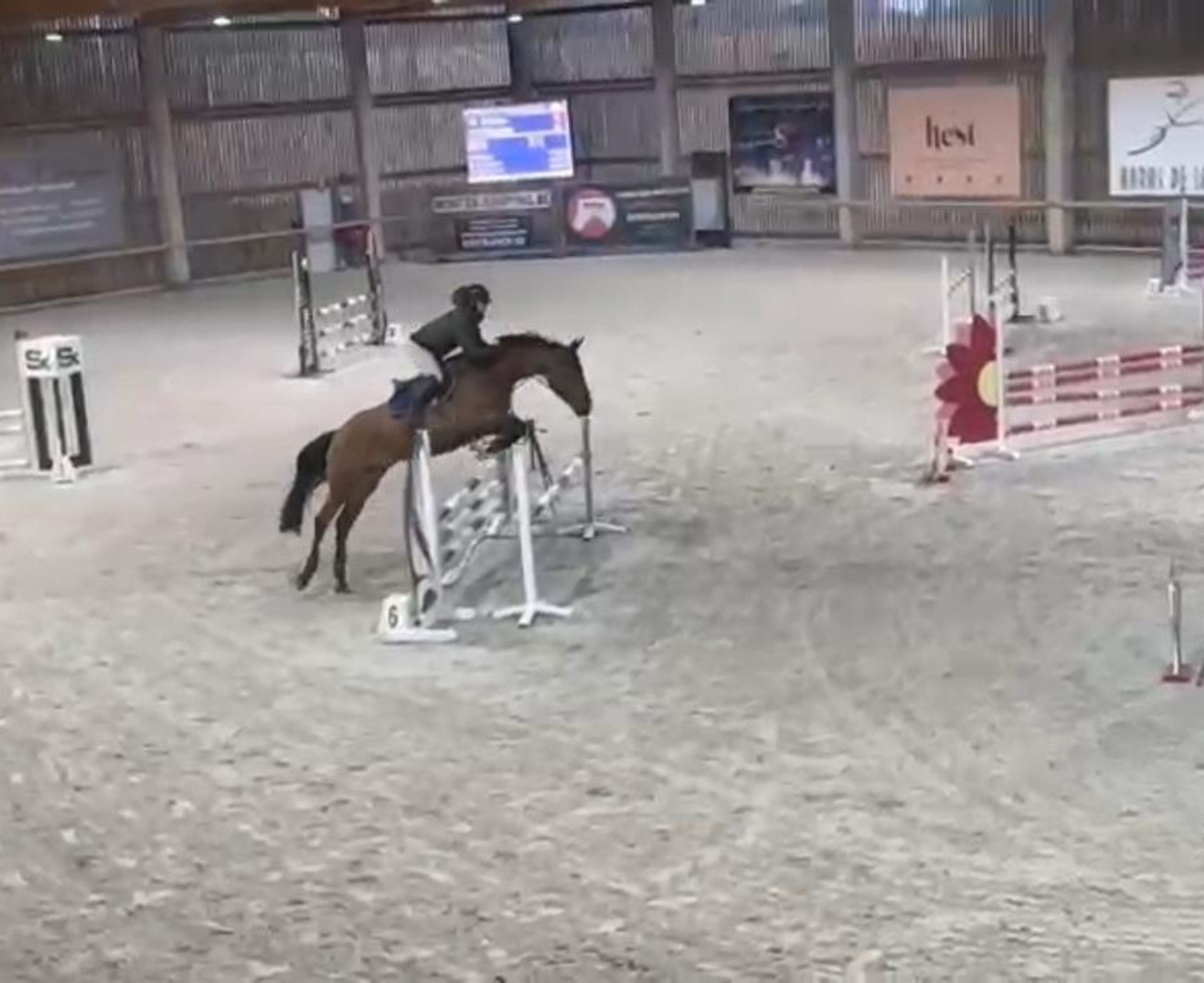 Minnesota ☆ (DINKEN  x CARETINO) - Image 2