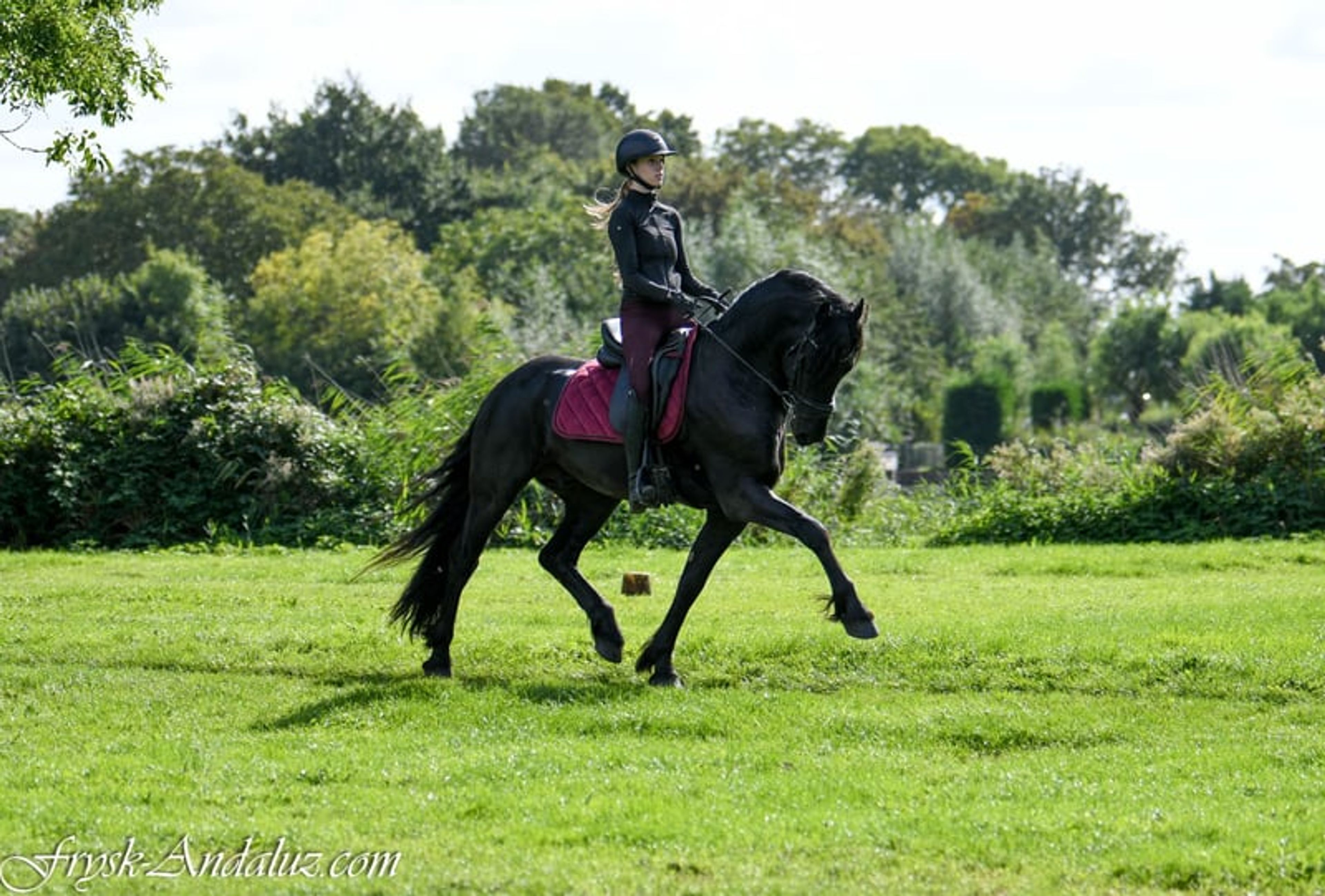 Compact appearance, Friesian stallion, manageable temperament.