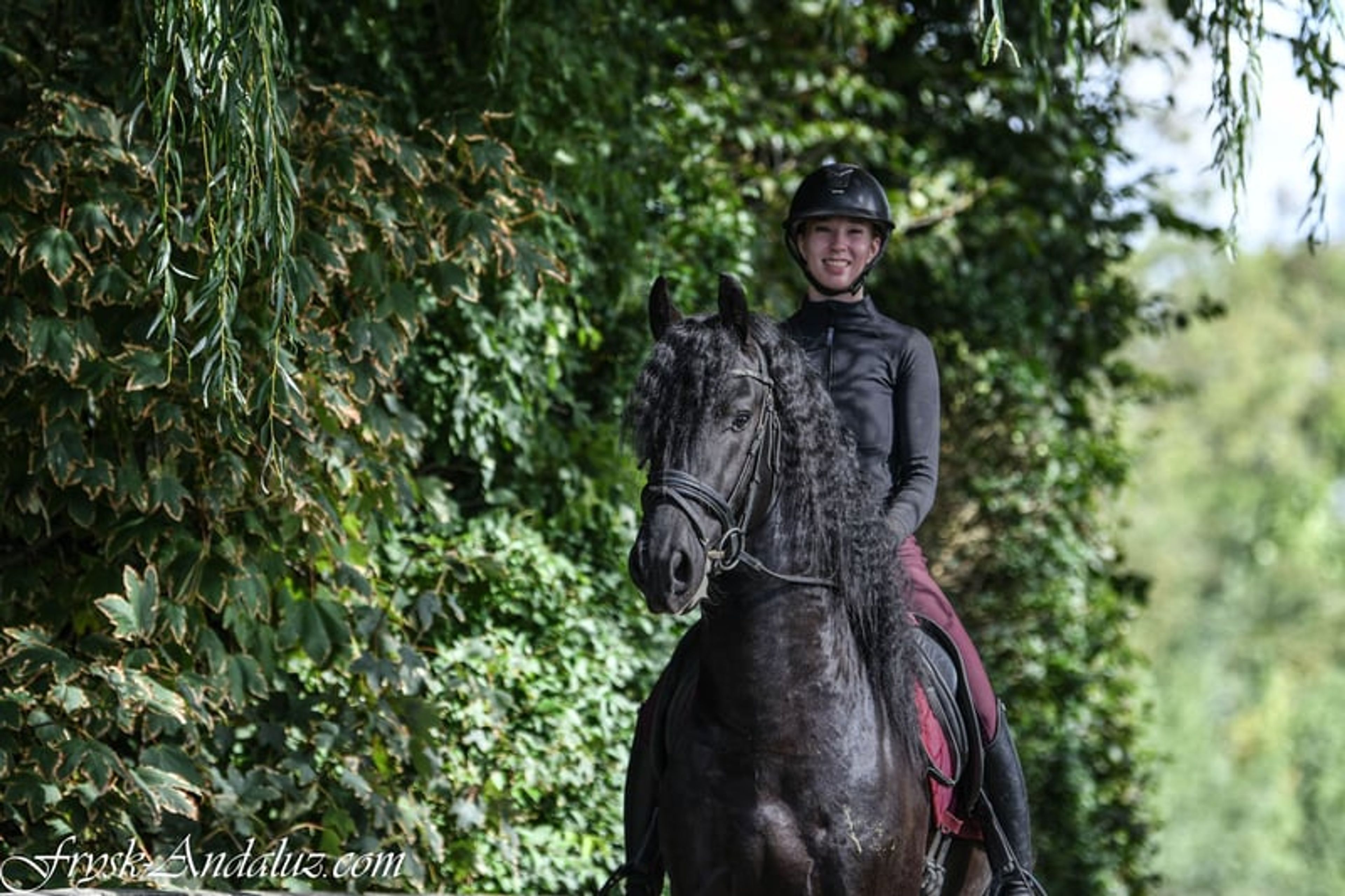 Compact appearance, Friesian stallion, manageable temperament. - Image 2