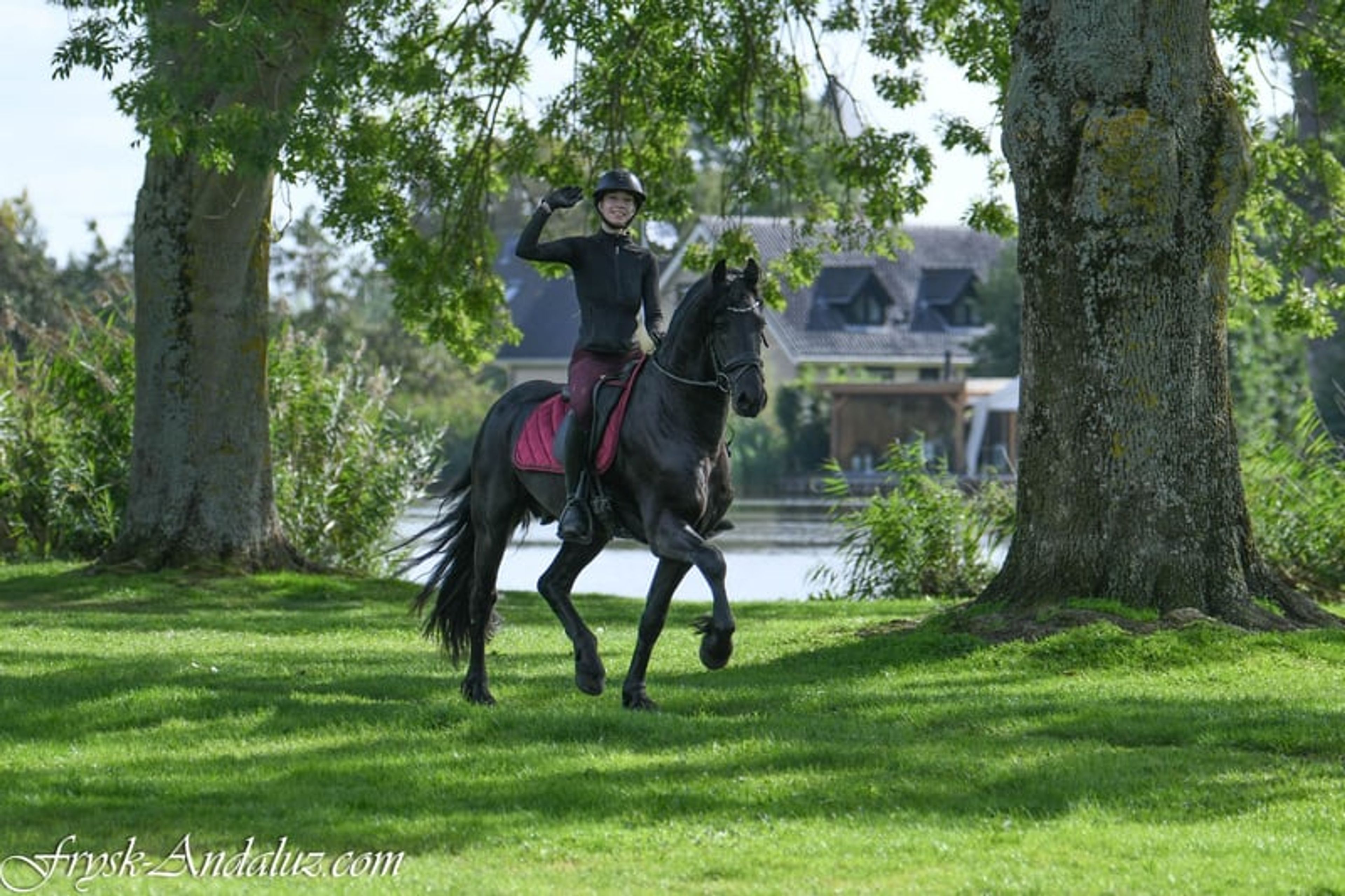 Compact appearance, Friesian stallion, manageable temperament. - Image 3