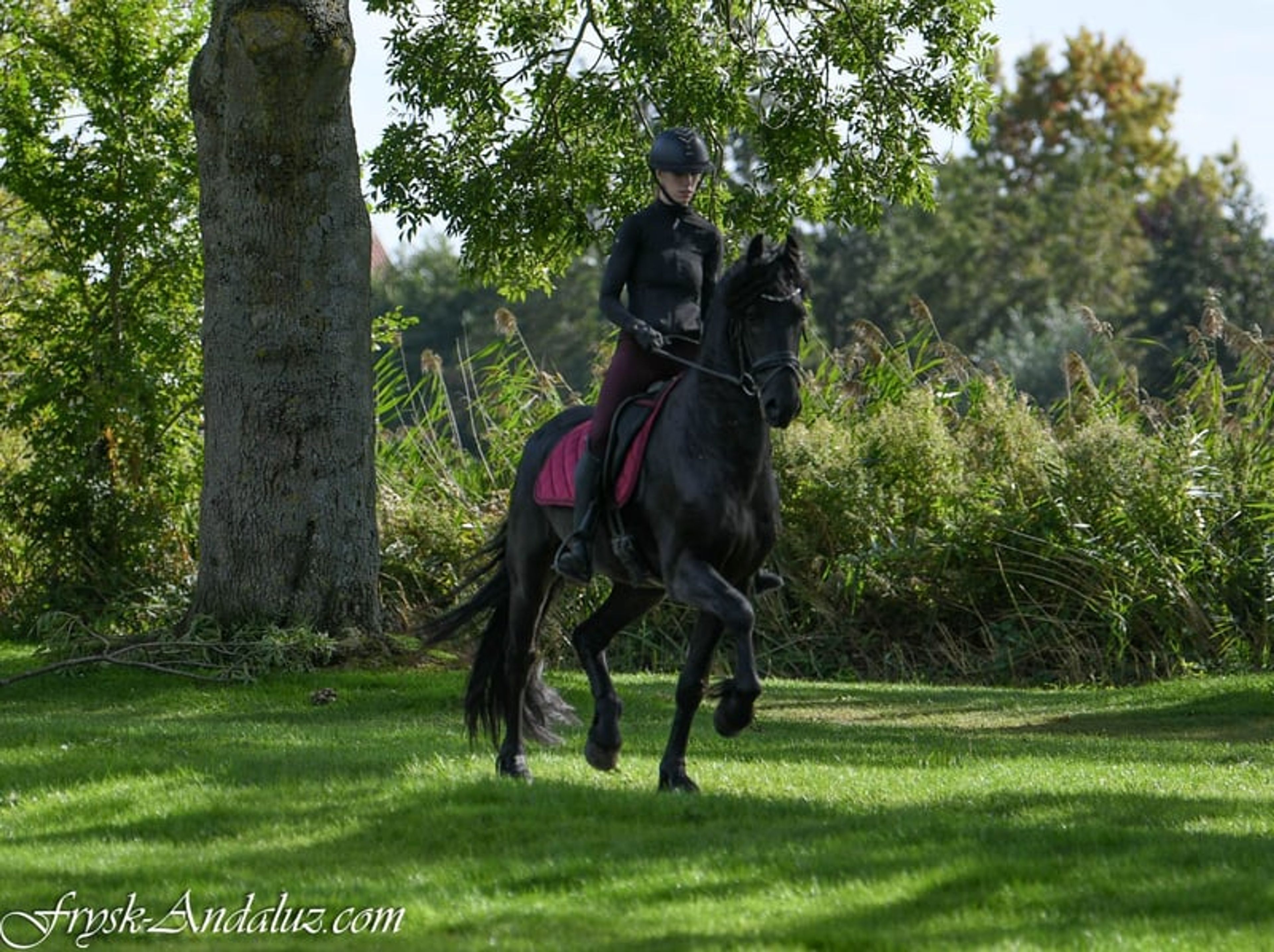 Compact appearance, Friesian stallion, manageable temperament. - Image 4