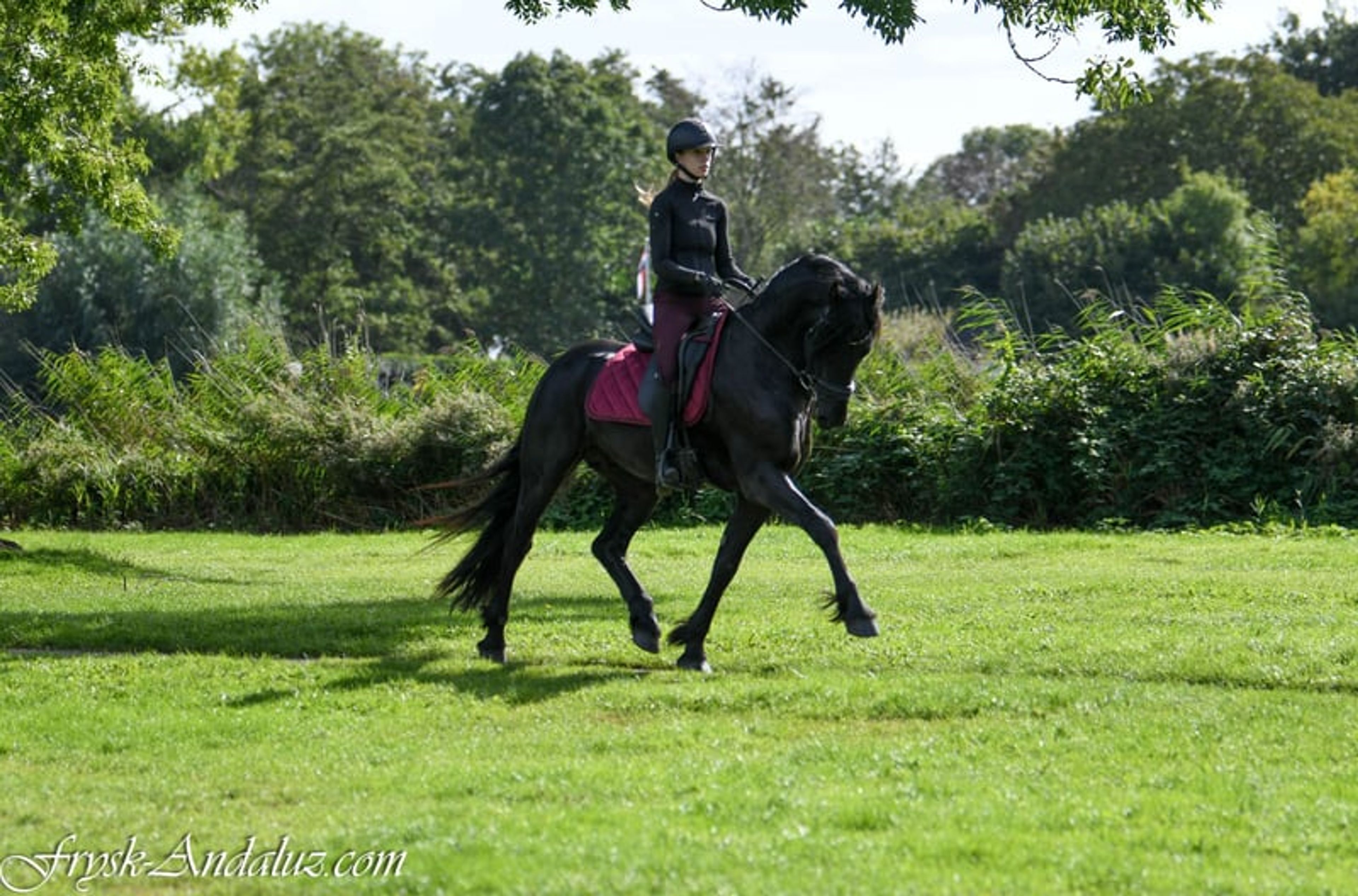 Compact appearance, Friesian stallion, manageable temperament. - Image 5