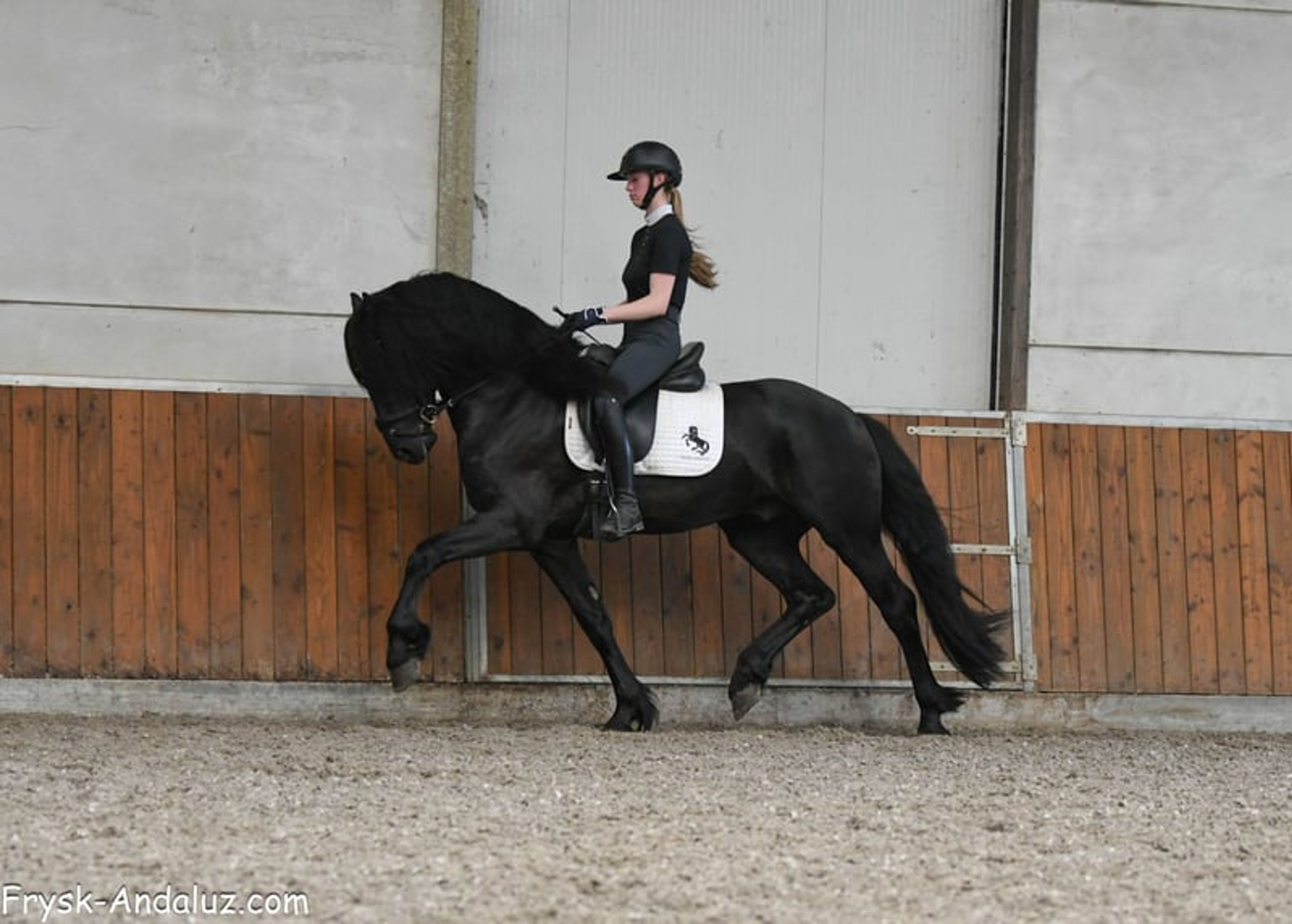 Compact appearance, Friesian stallion, manageable temperament. - Image 6