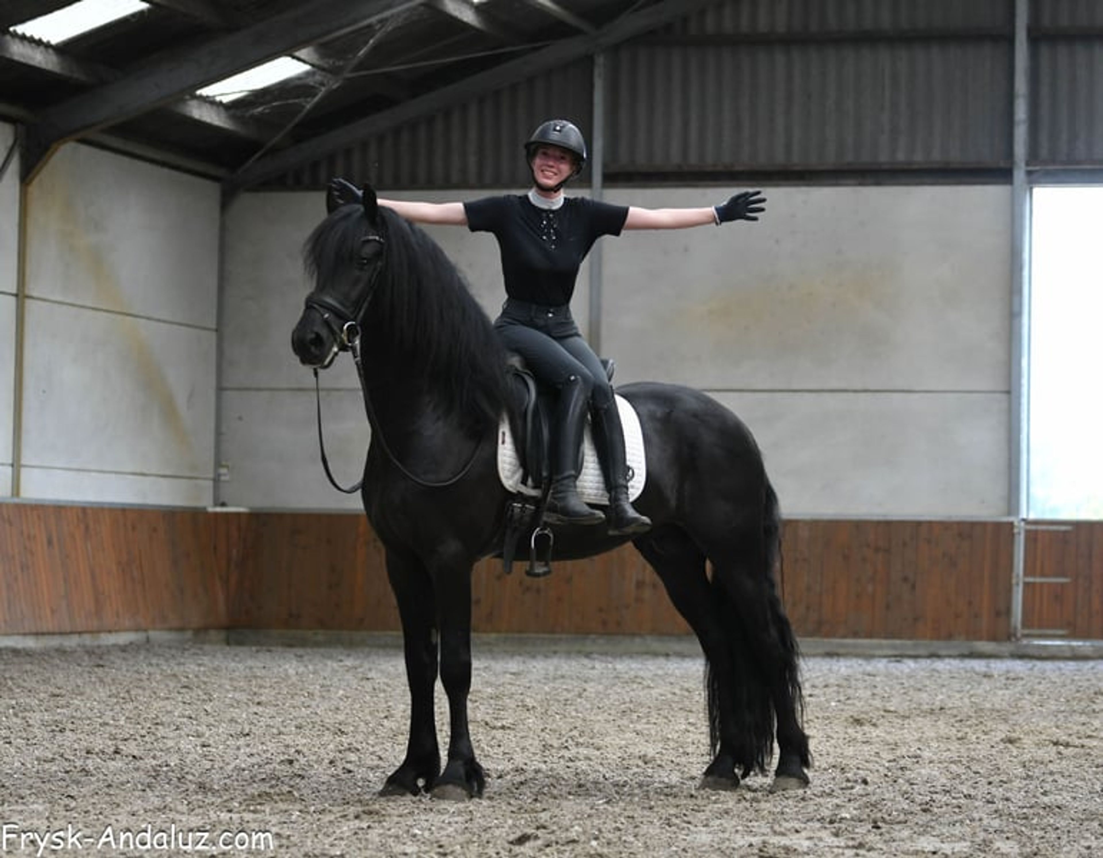 Compact appearance, Friesian stallion, manageable temperament. - Image 7