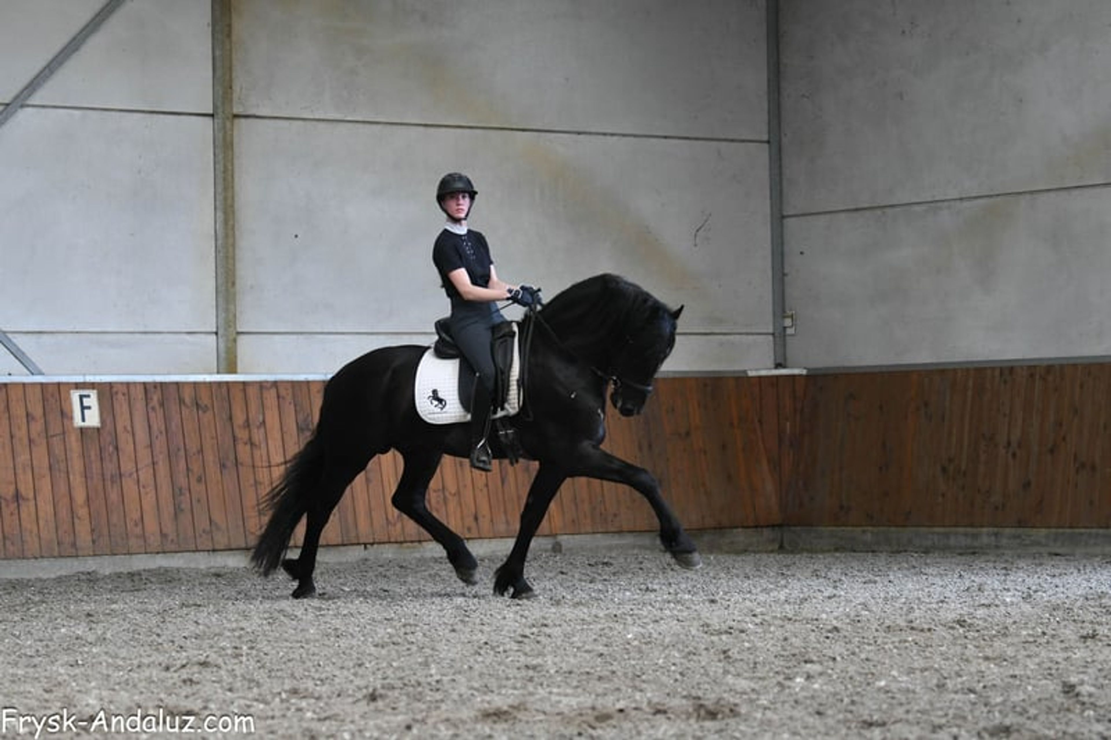 Compact appearance, Friesian stallion, manageable temperament. - Image 8