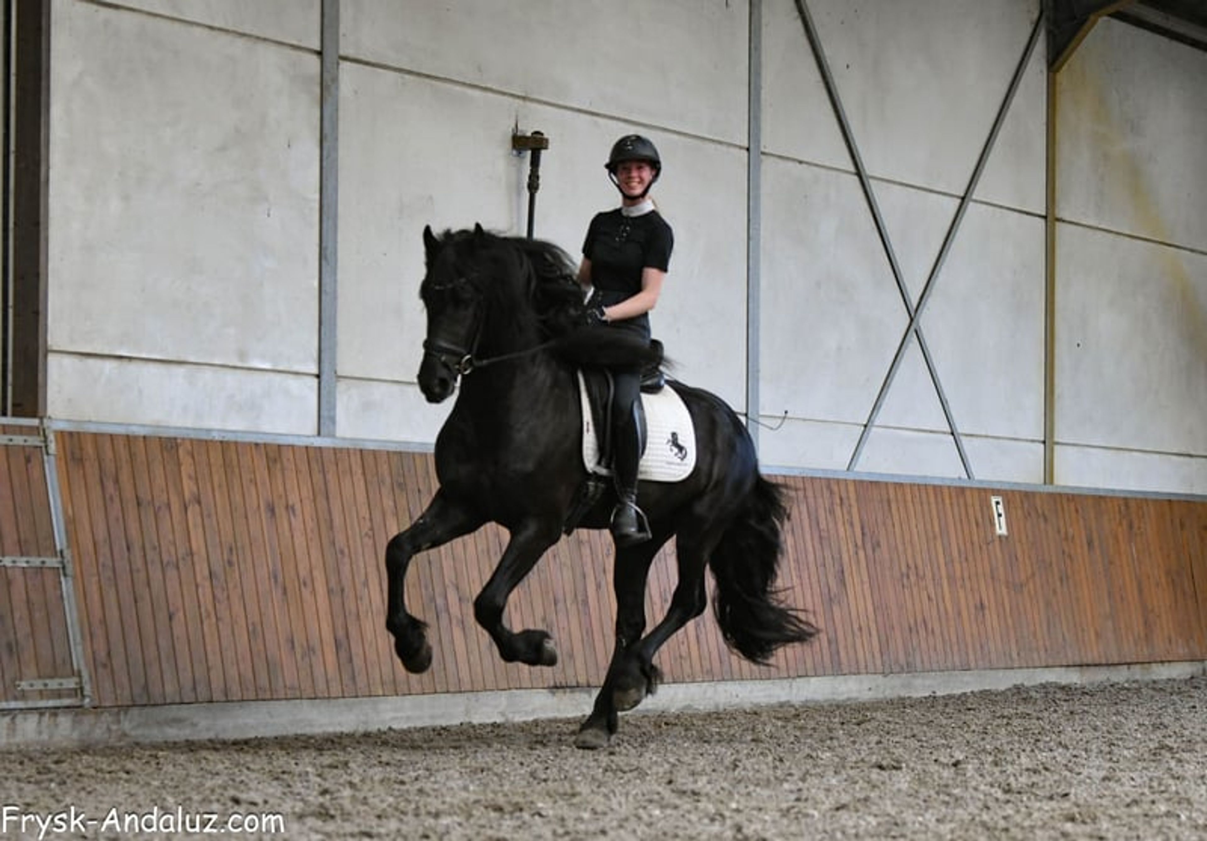 Compact appearance, Friesian stallion, manageable temperament. - Image 9