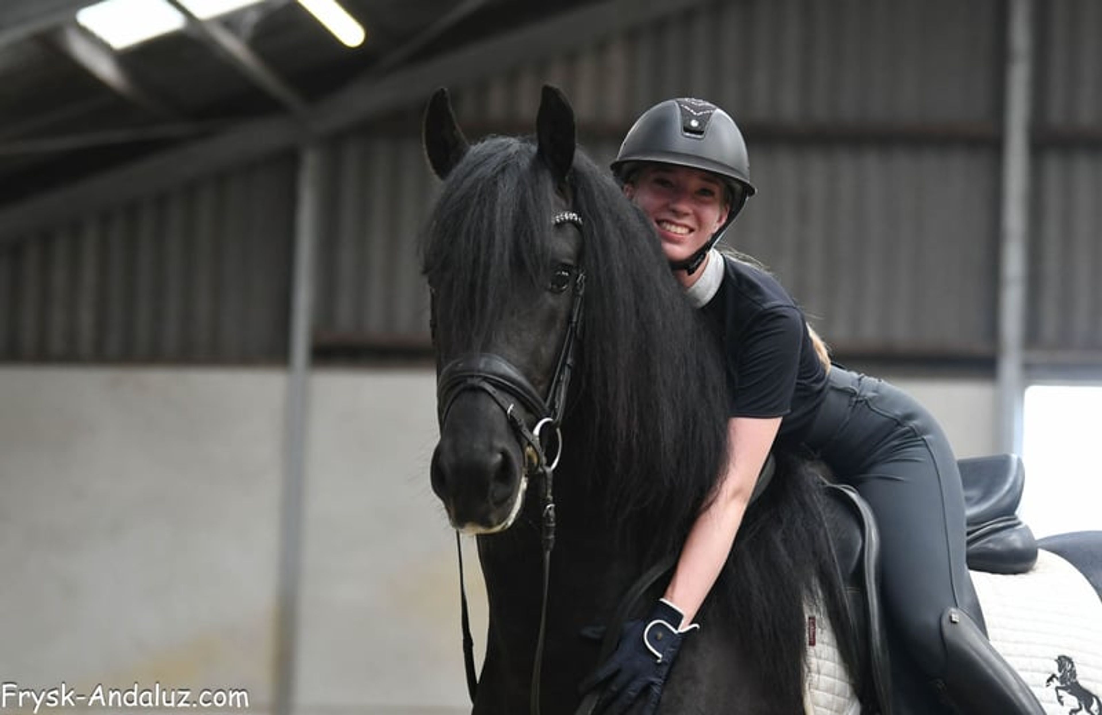 Compact appearance, Friesian stallion, manageable temperament. - Image 10