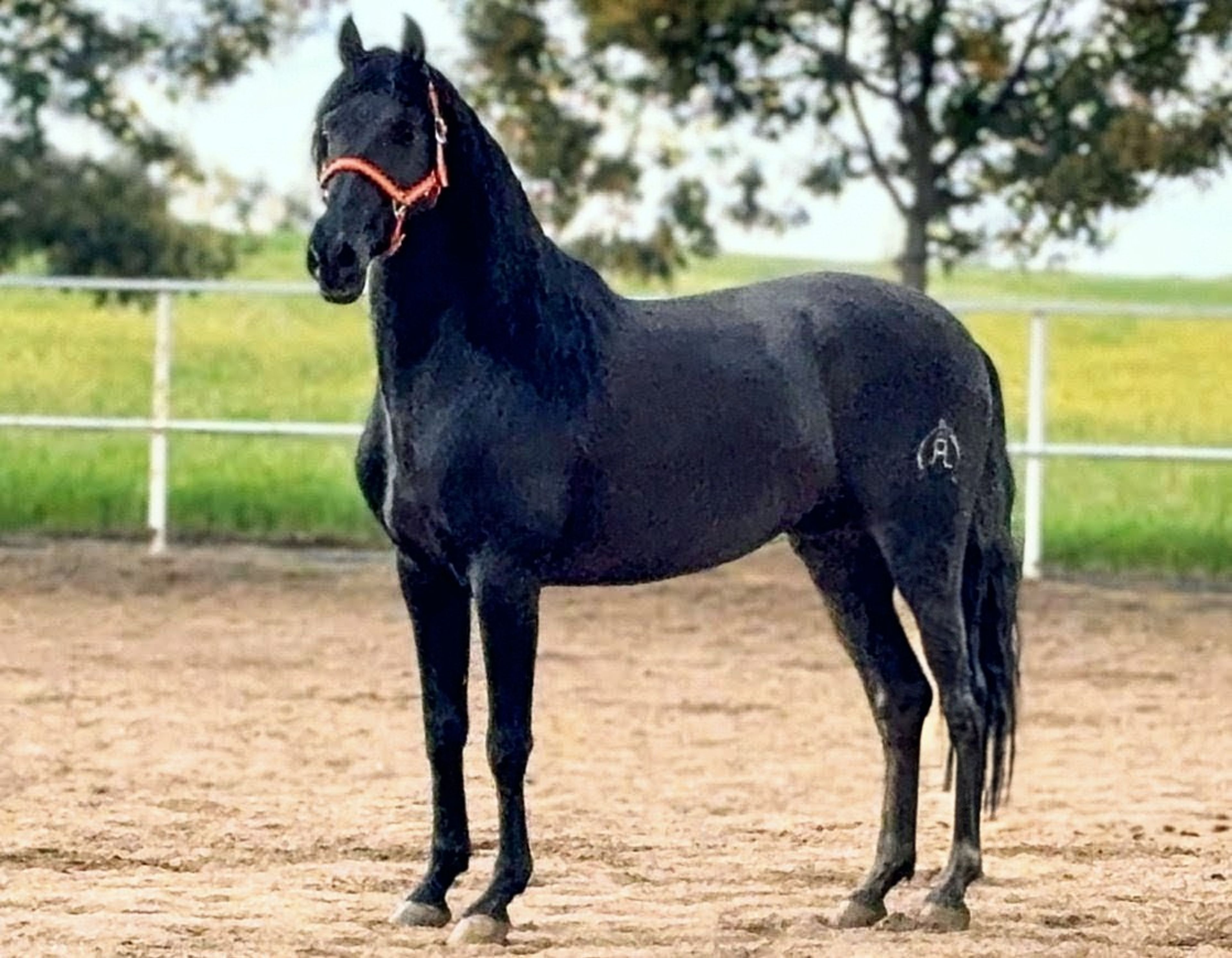 Black Perl - Image 1