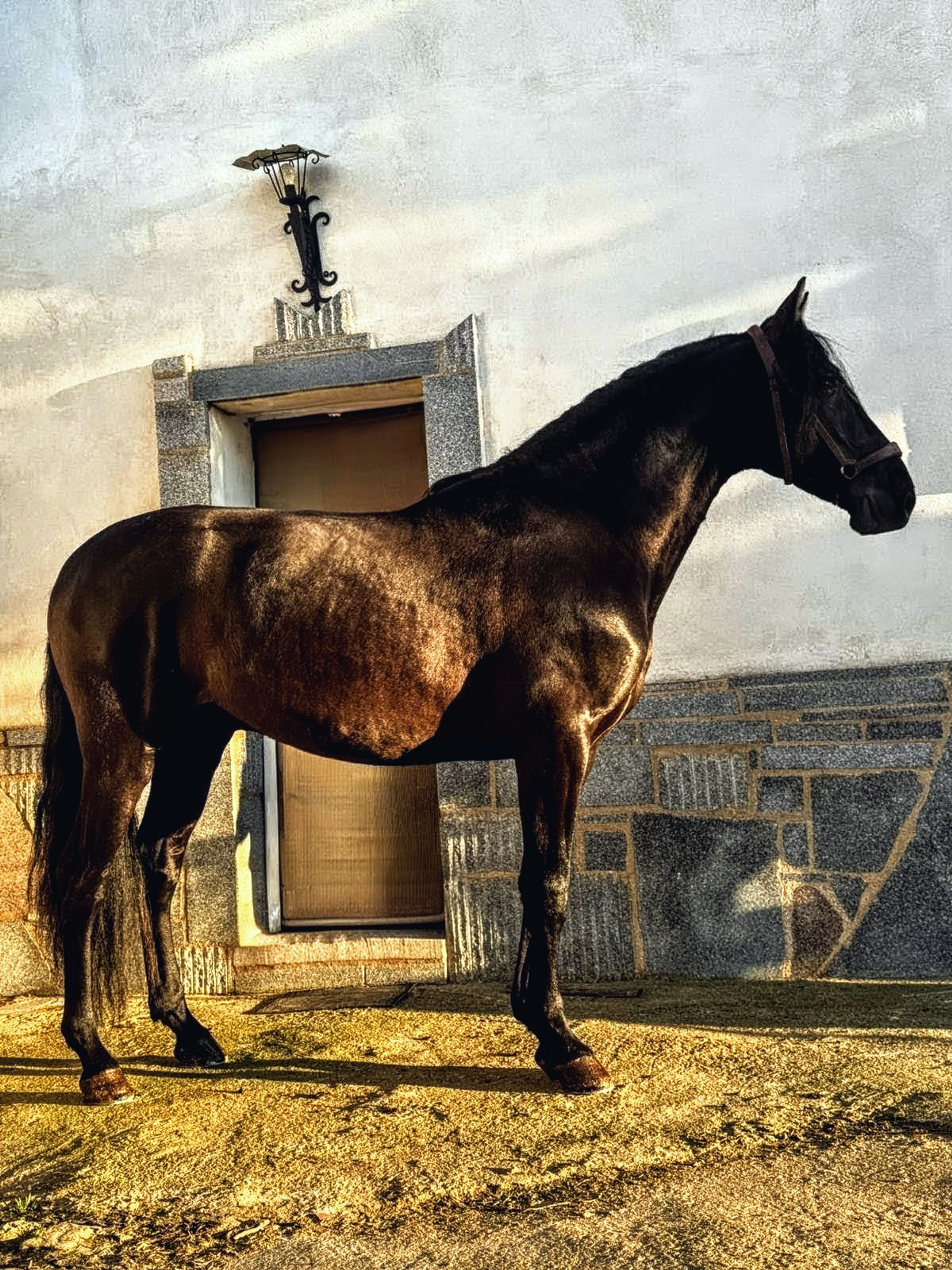 Black Perl - Image 2