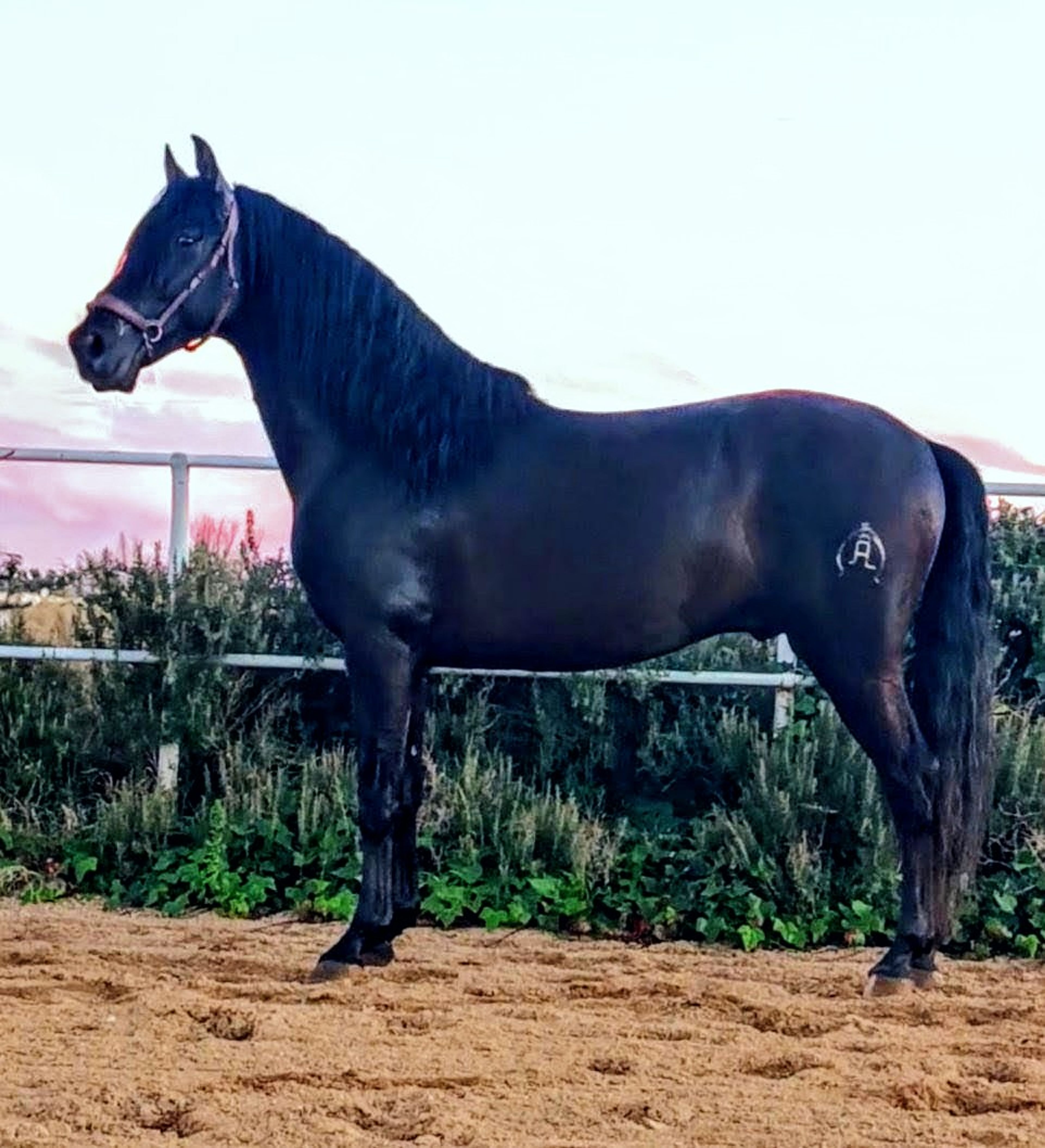 Black Perl - Image 3